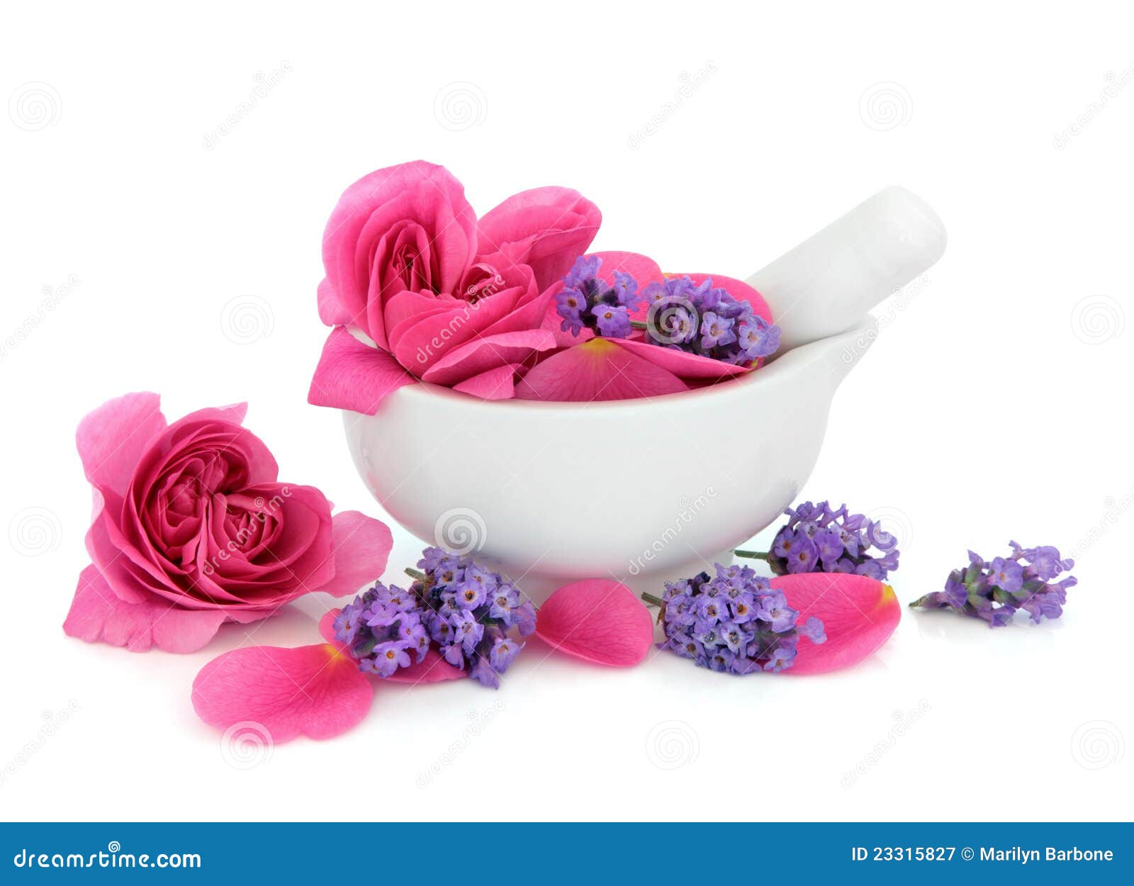 Rose and Lavender Flowers stock image. Image of scented 23315827