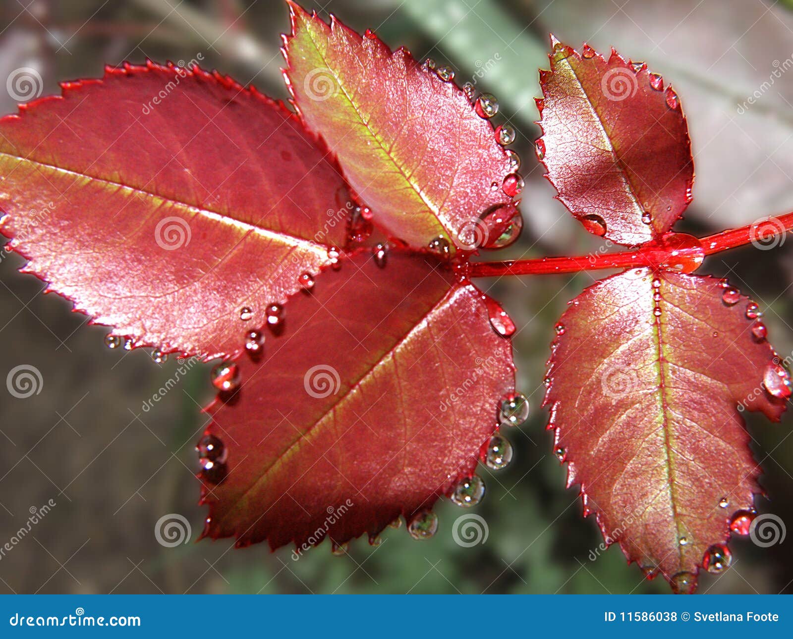 Rose leaves stock photo. Image of water, leaf, raindrops 11586038