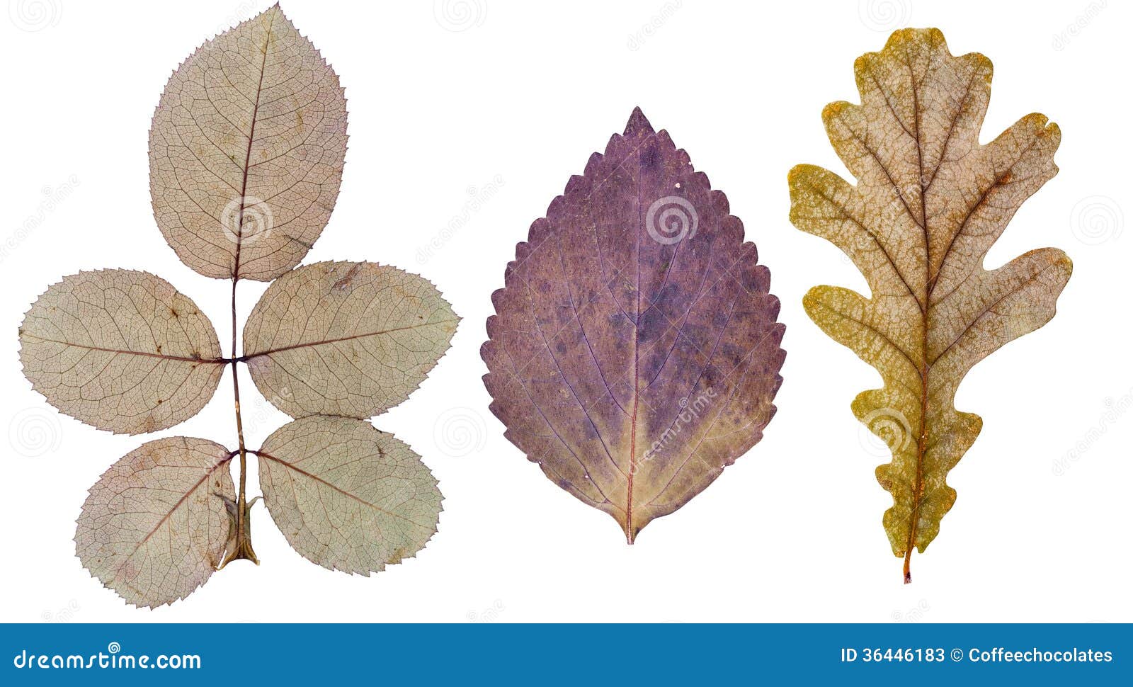 Rose Leaves, Basil Leaf and Oak Leaf Stock Image Image of herbarium
