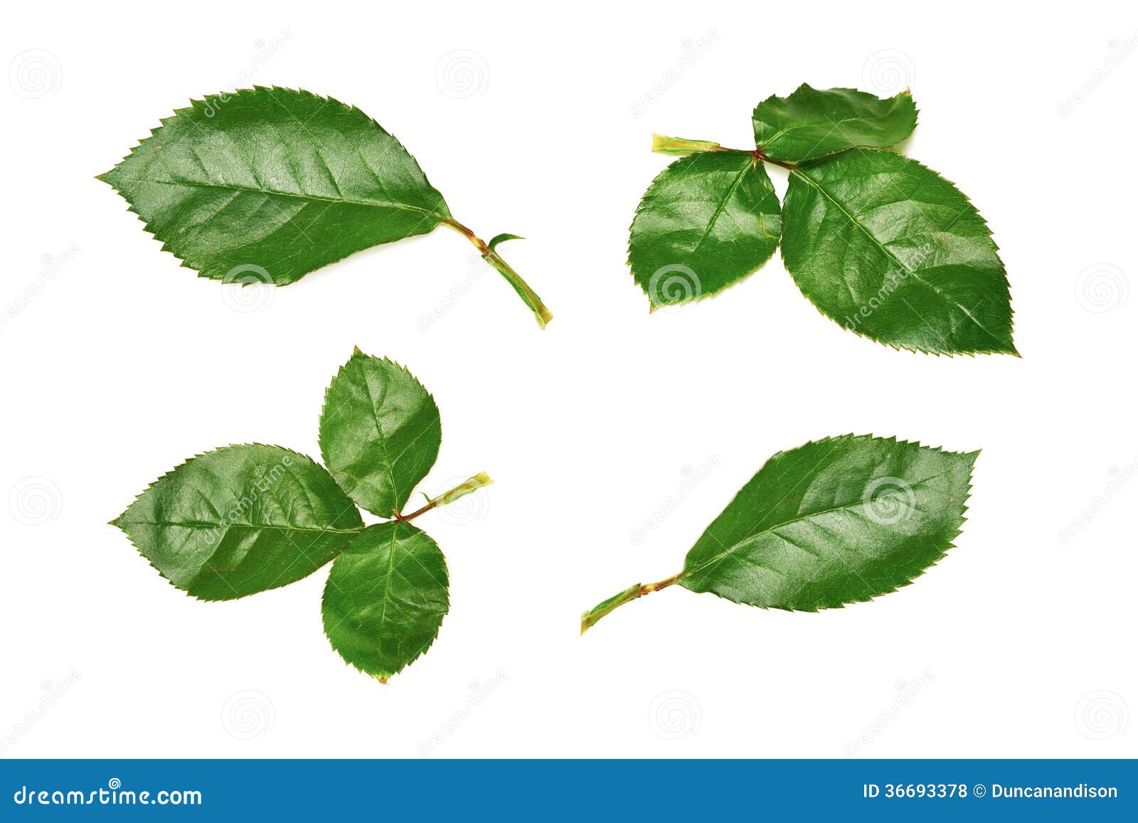 210,770 Rose Leaves Stock Photos - Free & Royalty-Free Stock Photos from  Dreamstime