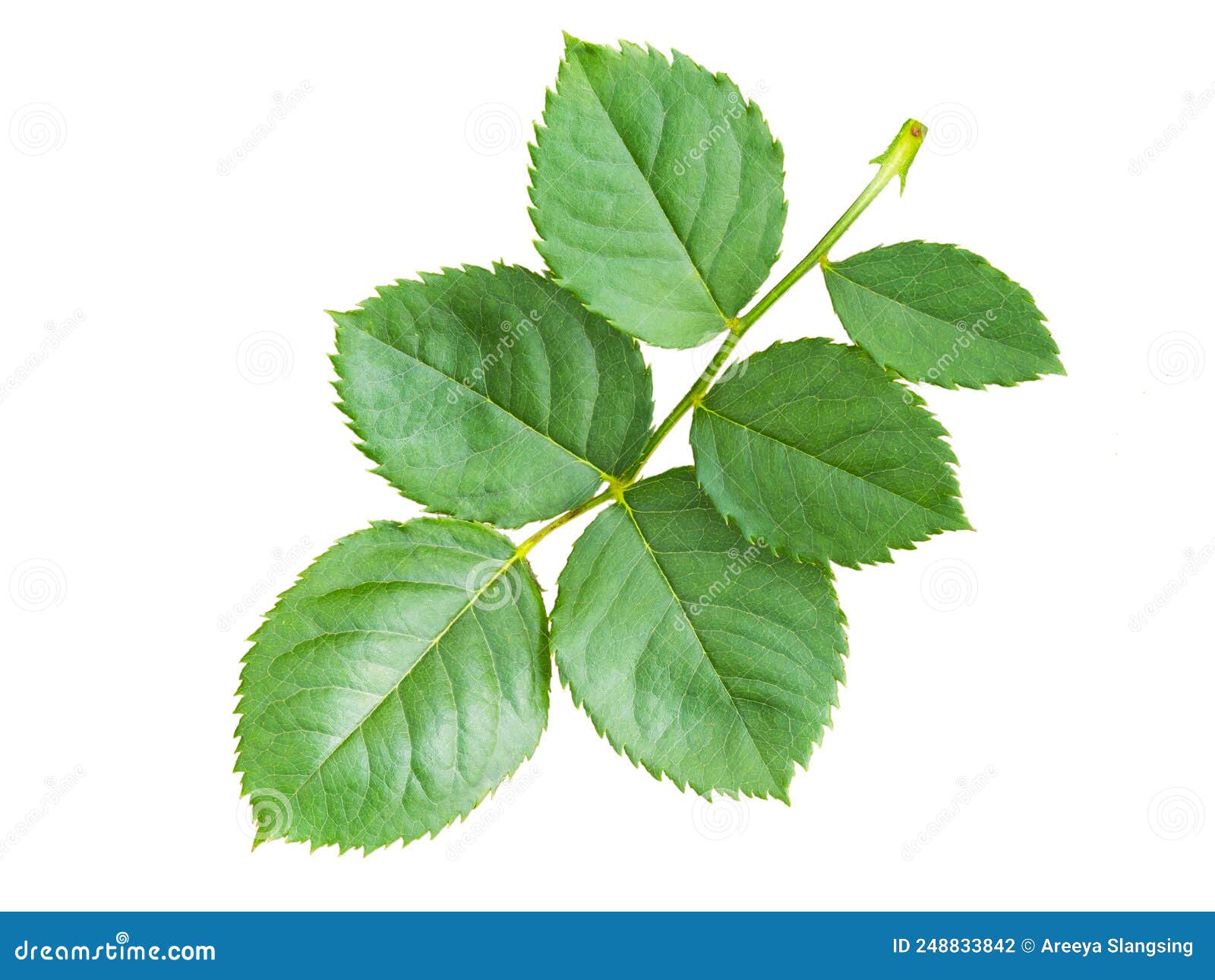 Rose Leaves Isolated on White Background Stock Photo Image of closeup