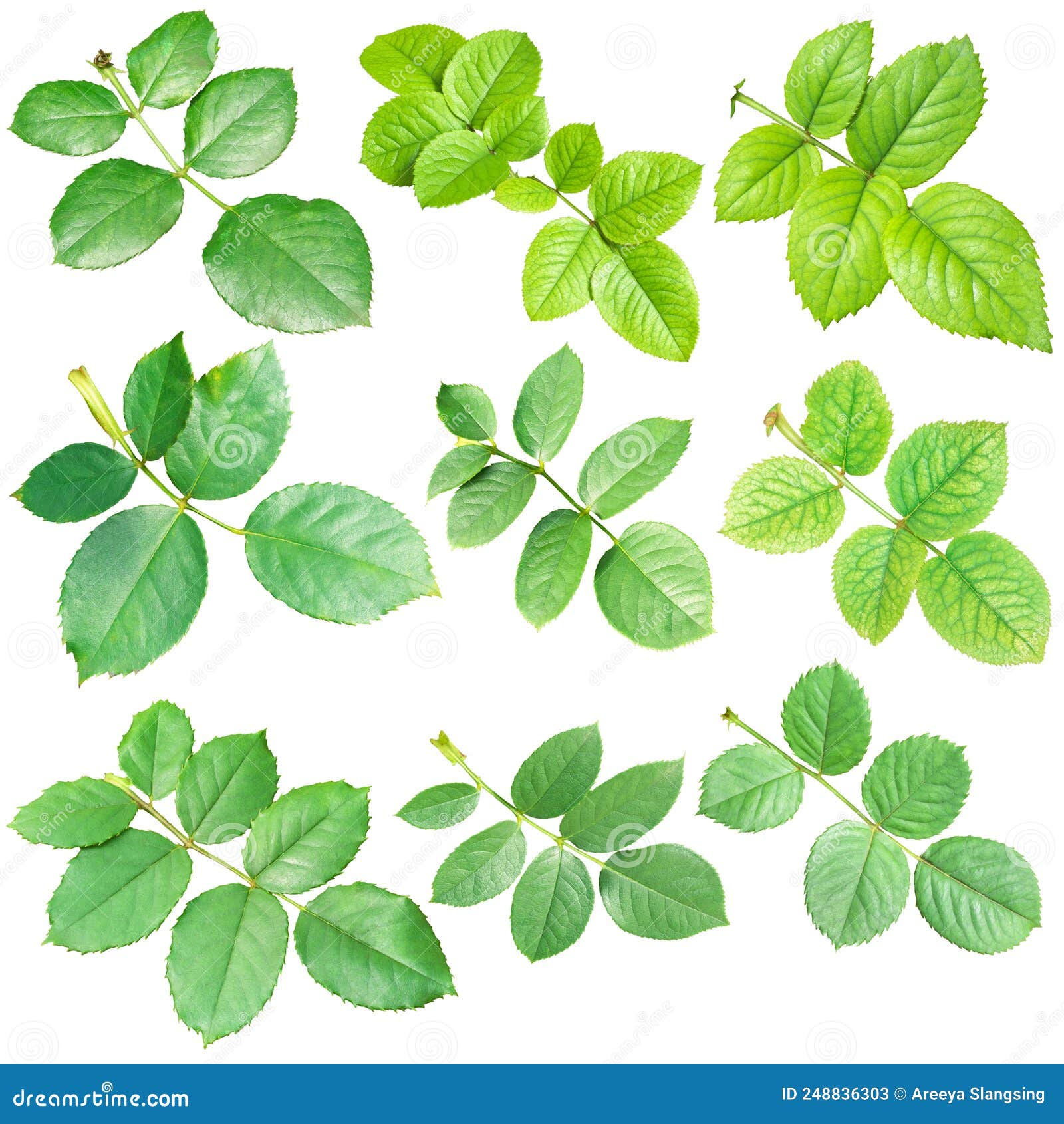 Rose Leaves Isolated on White Background Stock Image Image of green