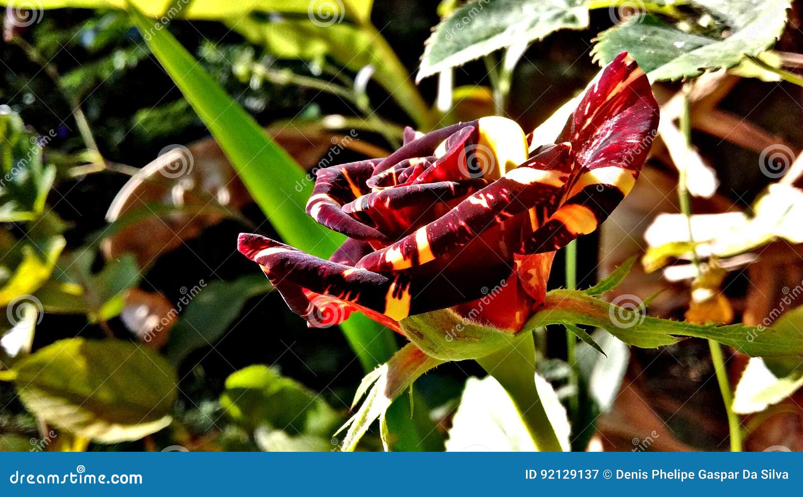Rose stock image. Image of lovely, striped, rose, yellow 92129137