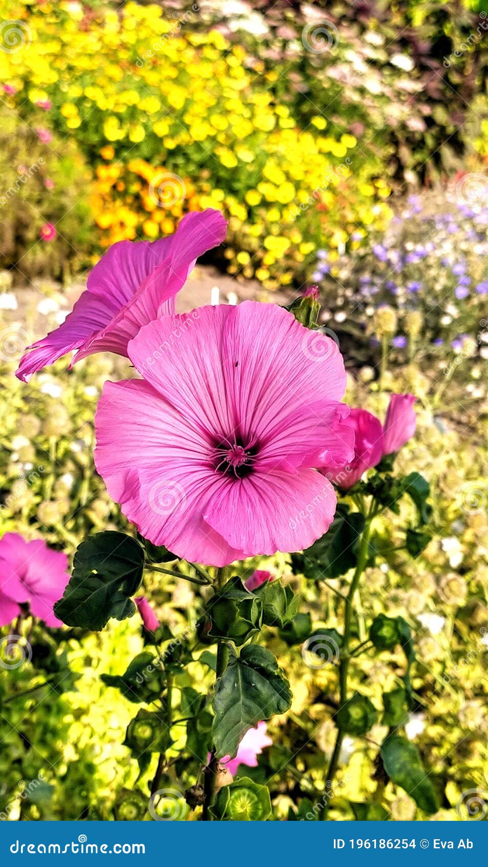 Rose Mallow, Royal Mellow Closeup in the Morning Stock Photo Image