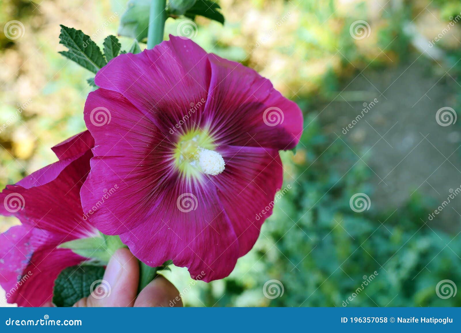 Rose Marshmallow Flower, Hibiscus Flower Light Pink Rose Marshmallow