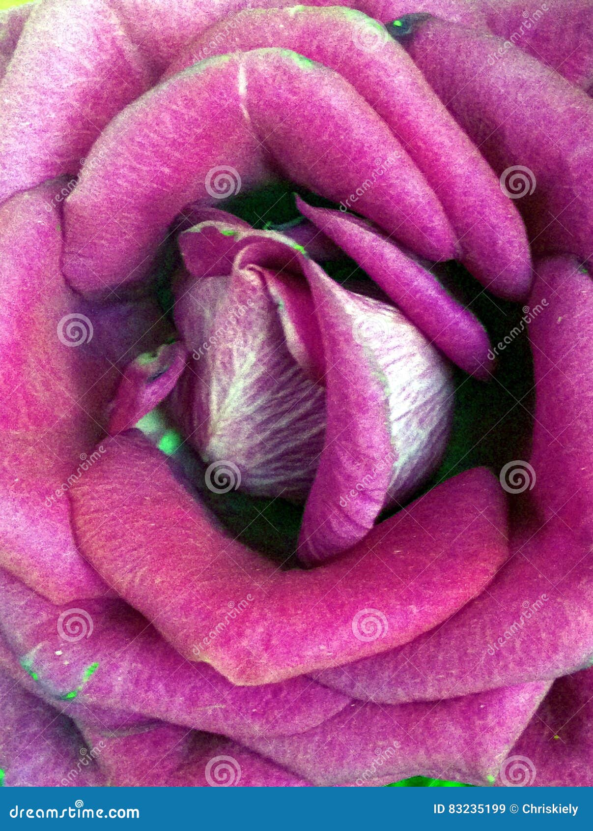 Rose mauve rose image stock. Image du vase, fleurs, image - 83235199