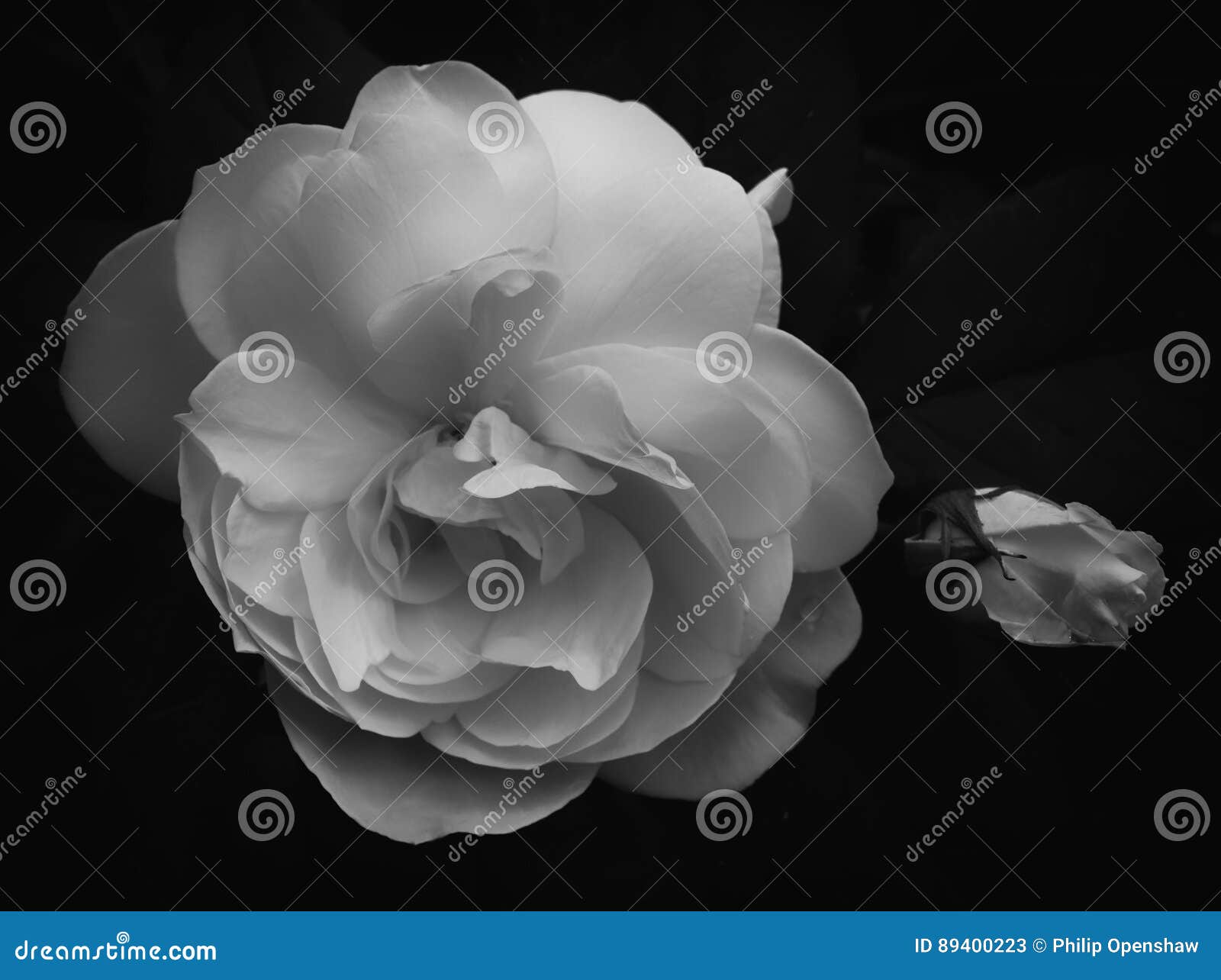 Rose Molli Monocromatiche Immagine Stock Immagine Di