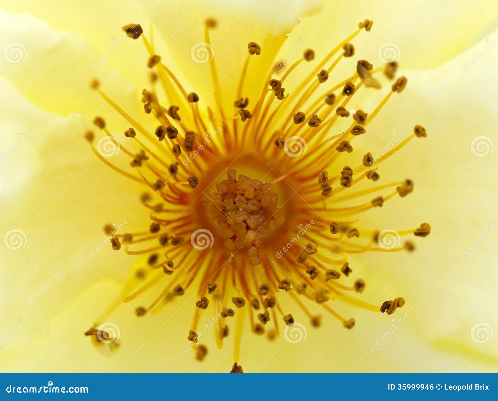 Rose morning sun stock photo. Image of love, bloom, water 35999946