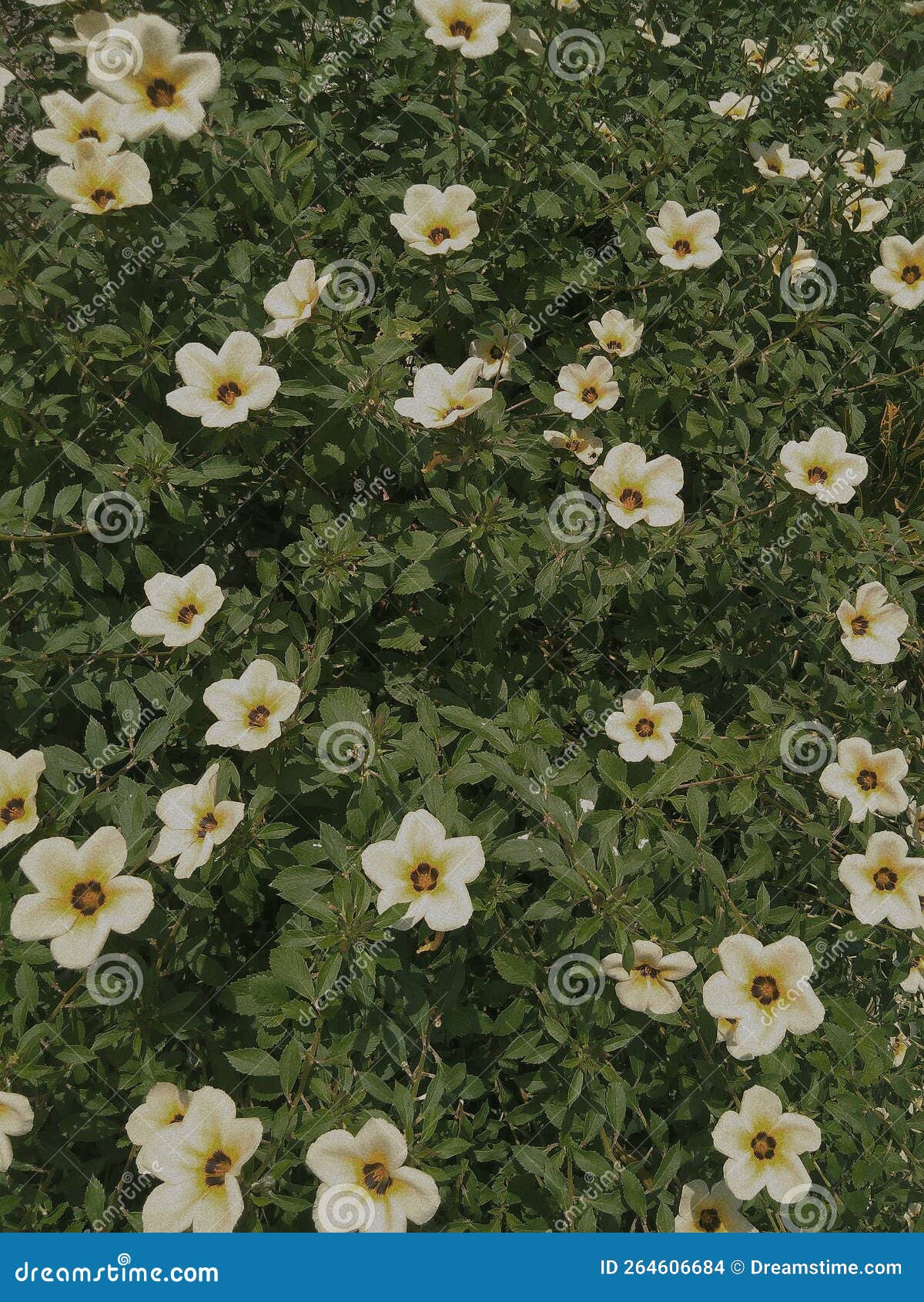 Rose Moss Flowers that Bloom at Nine O& X27;clock Stock Photo Image