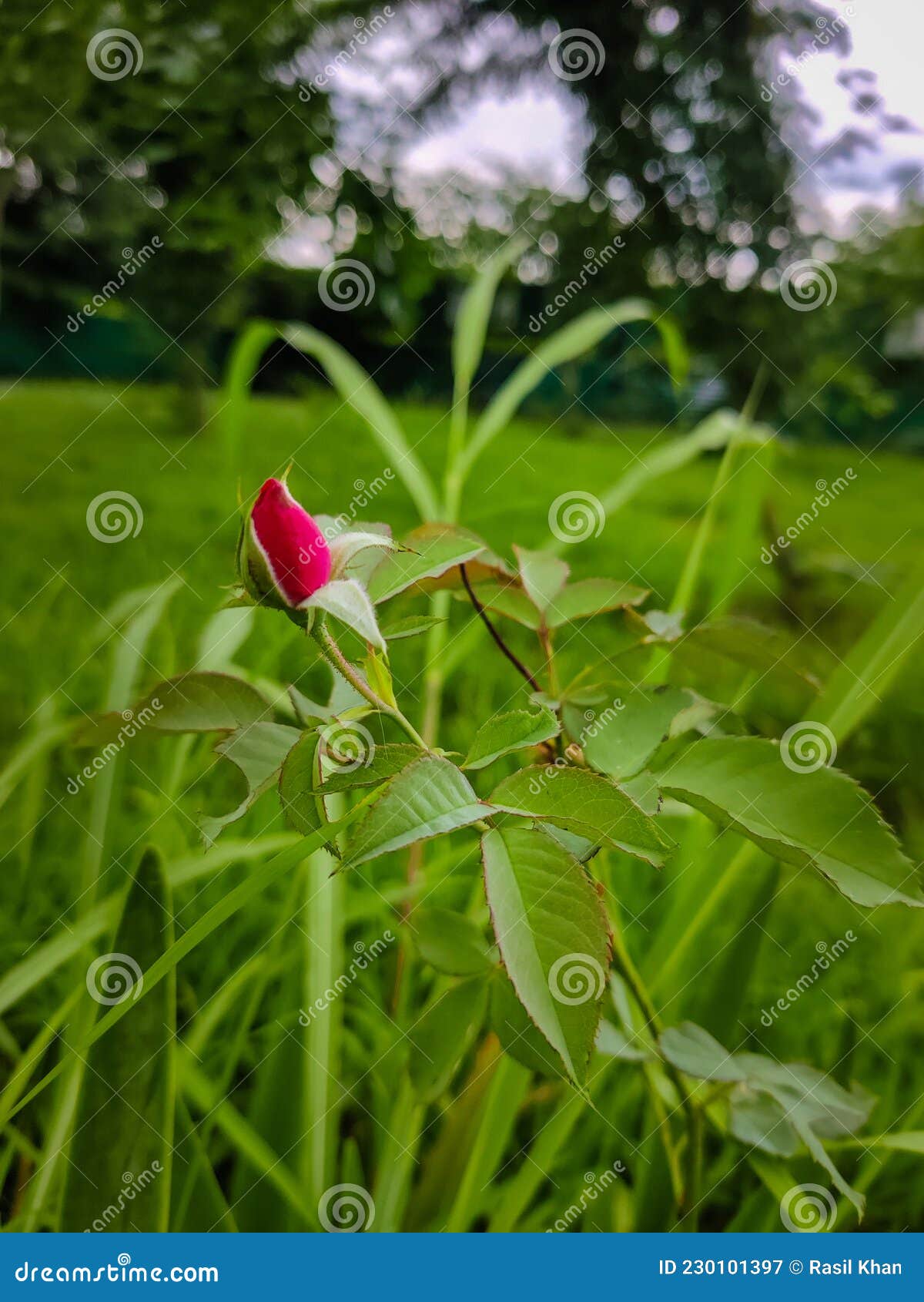 Rose Opening Amazing Pictures Stock Image Image of amazing, blossom 230101397
