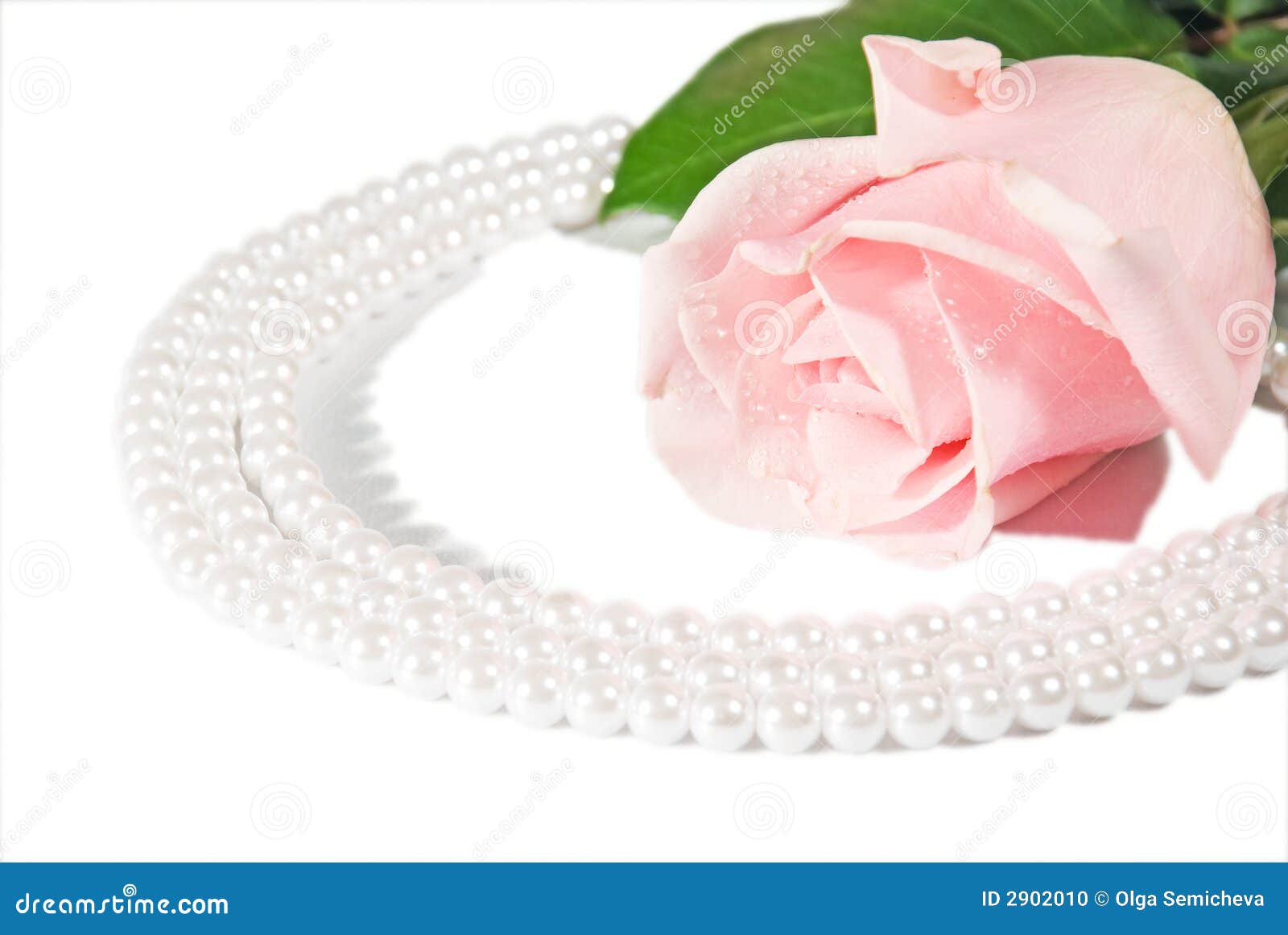 Rose and pearls. stock photo. Image of holiday, nature 2902010