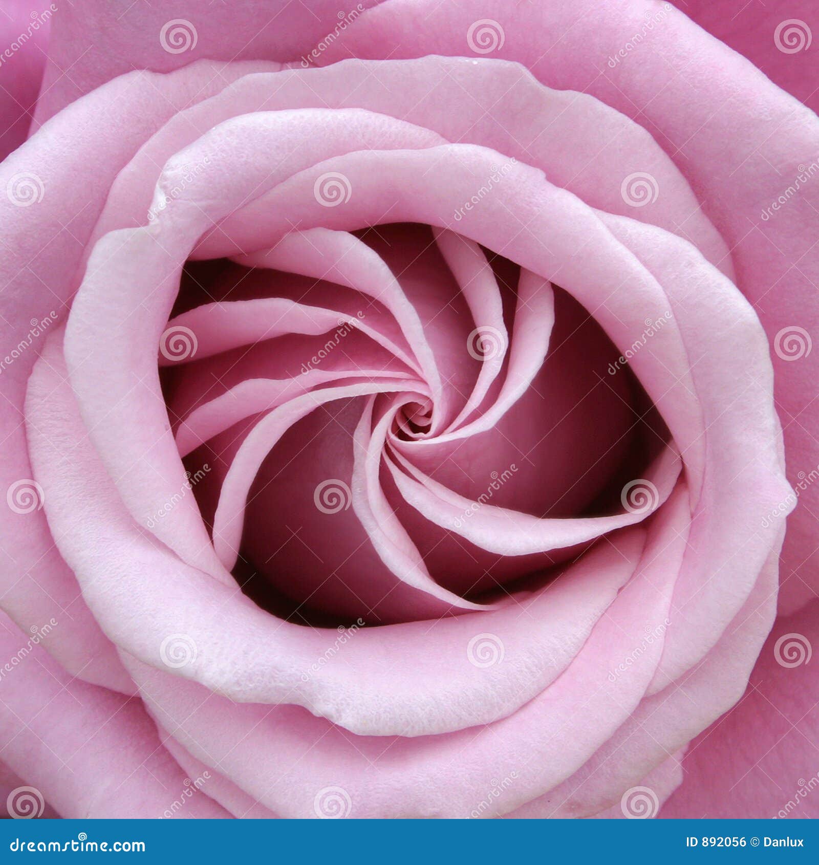 rose perfect spiral