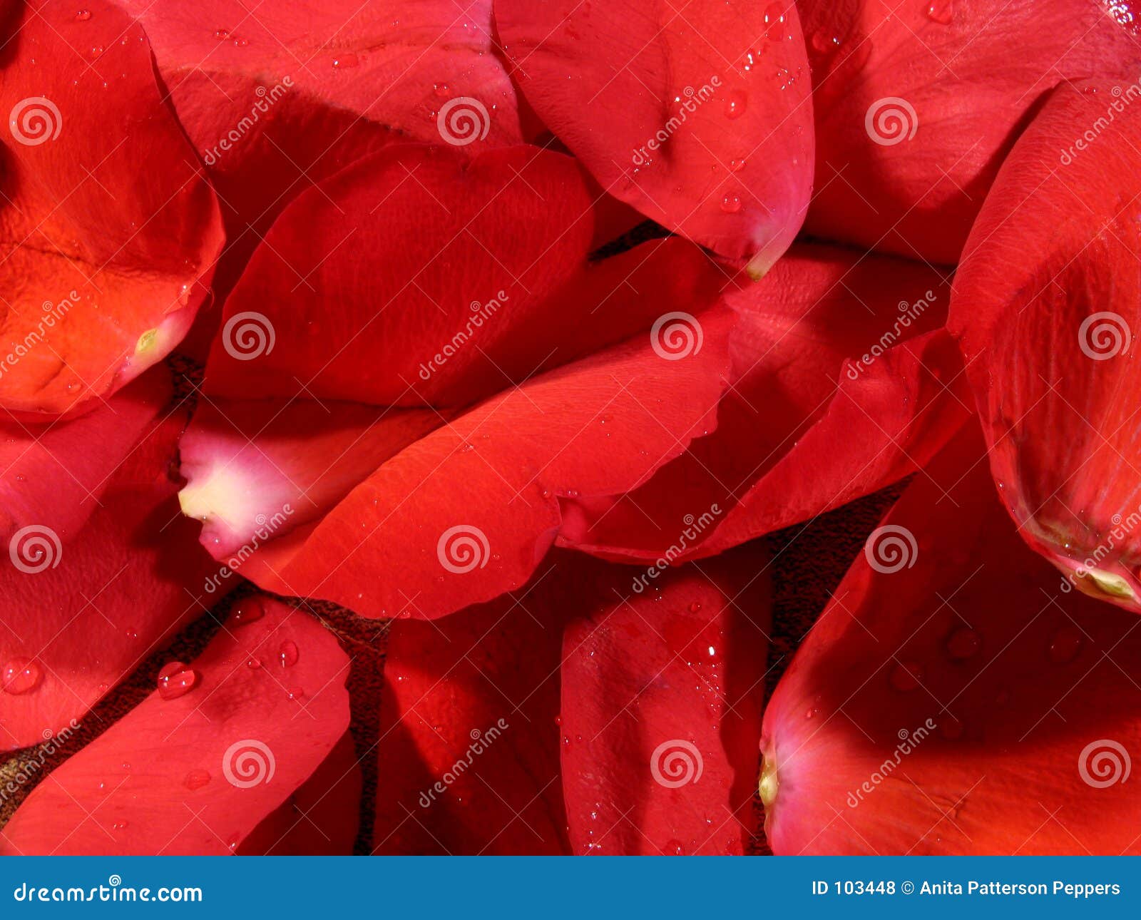 rose petal background