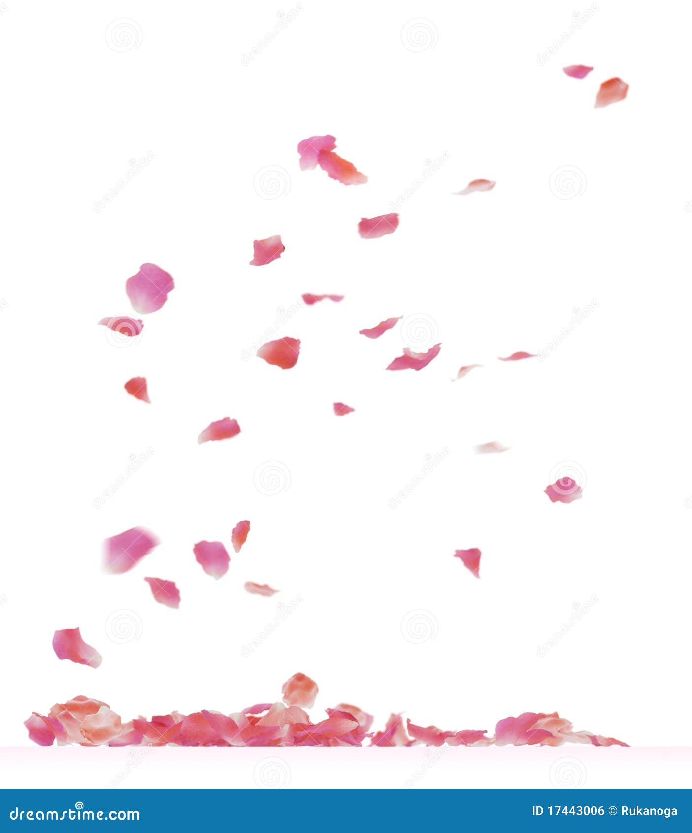 rose petals