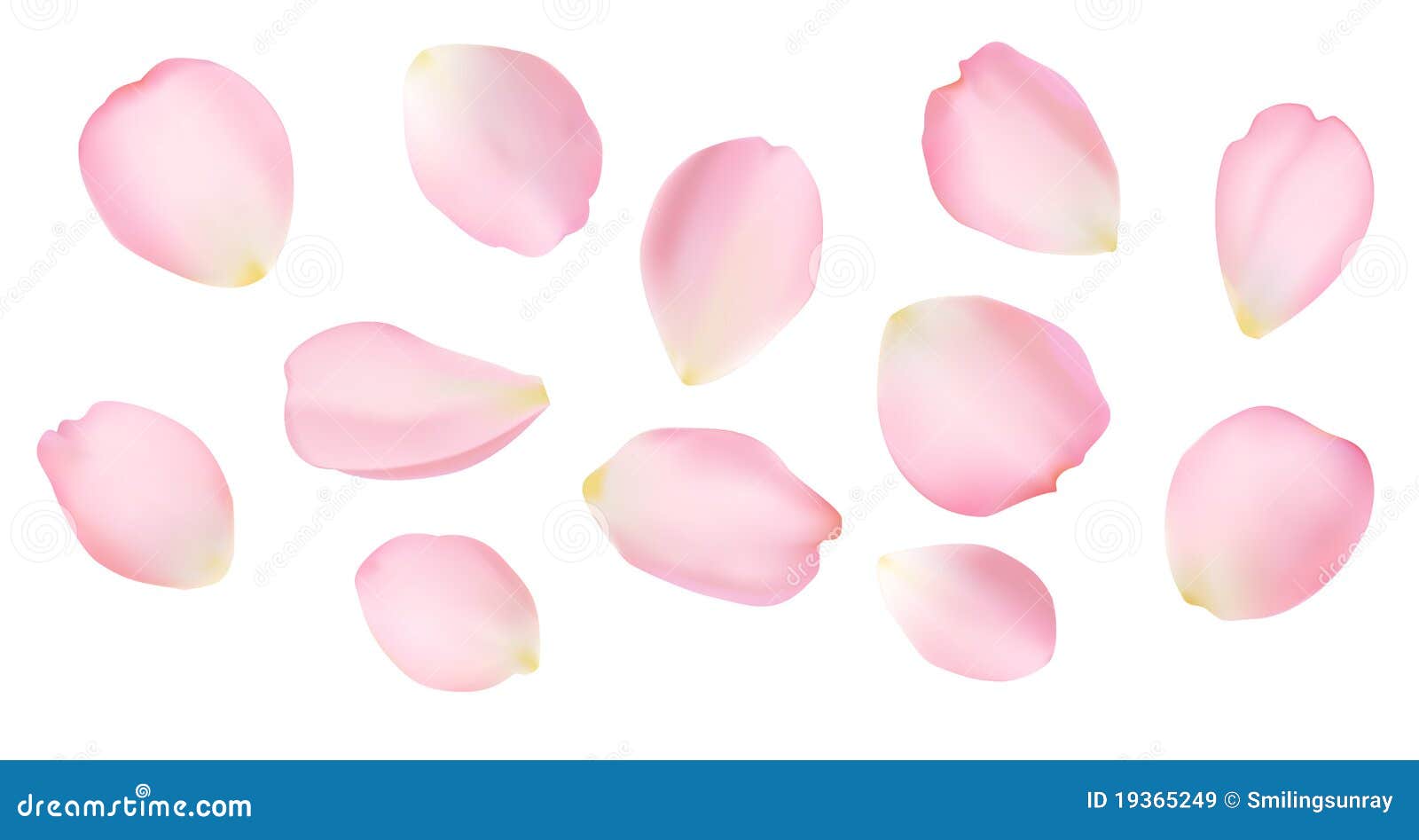 rose petals