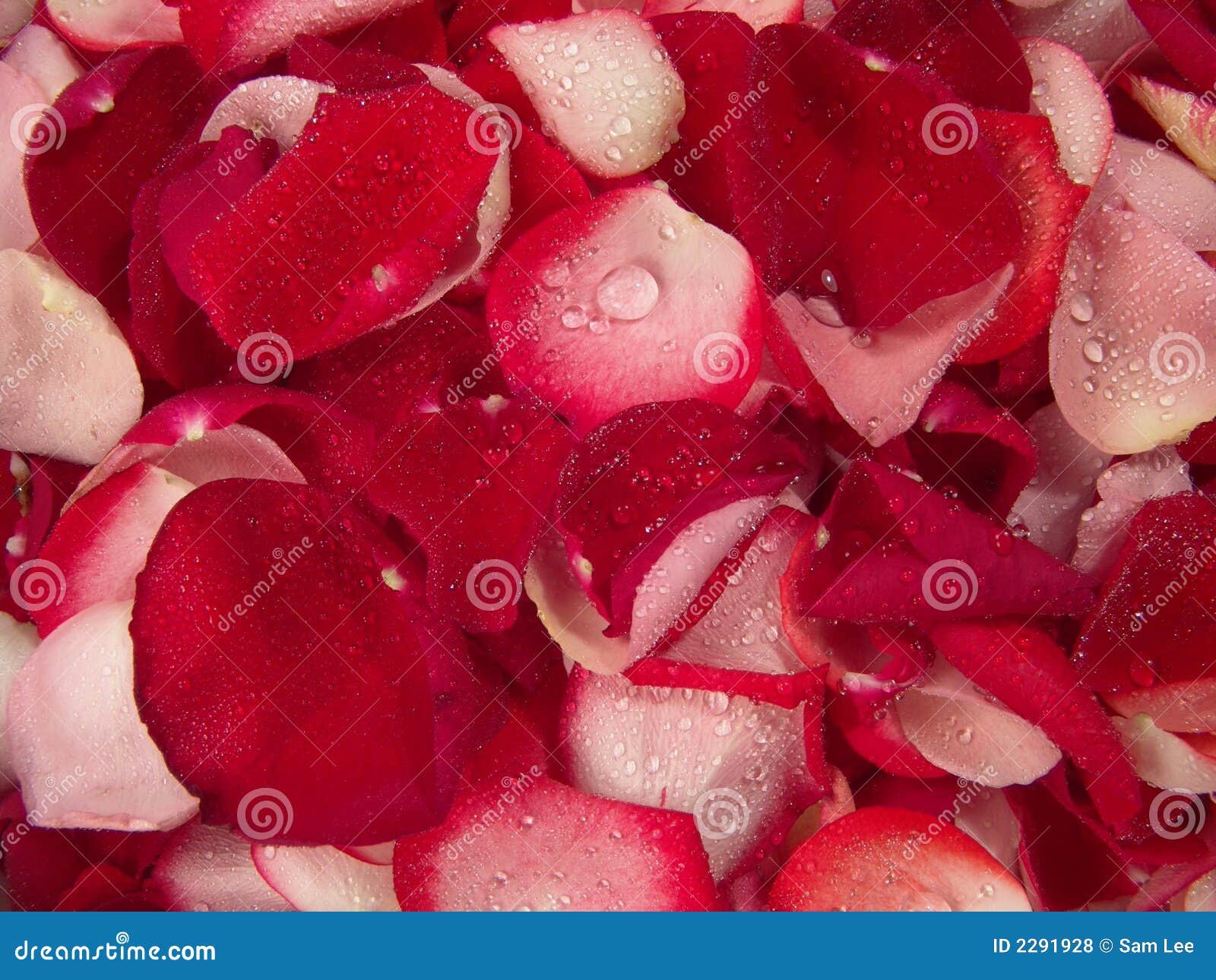 Rose Petals stock photo. Image of spring, romance, serenity 2291928