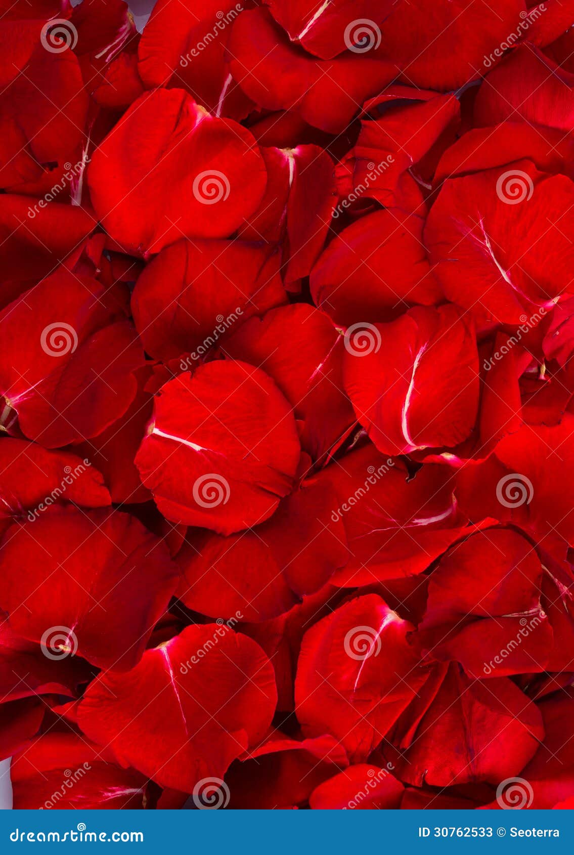 131 467 Rose Petals Background Photos Free Royalty Free Stock Photos From Dreamstime 131 467 Rose Petals Background Photos Free Royalty Free Stock Photos From Dreamstime