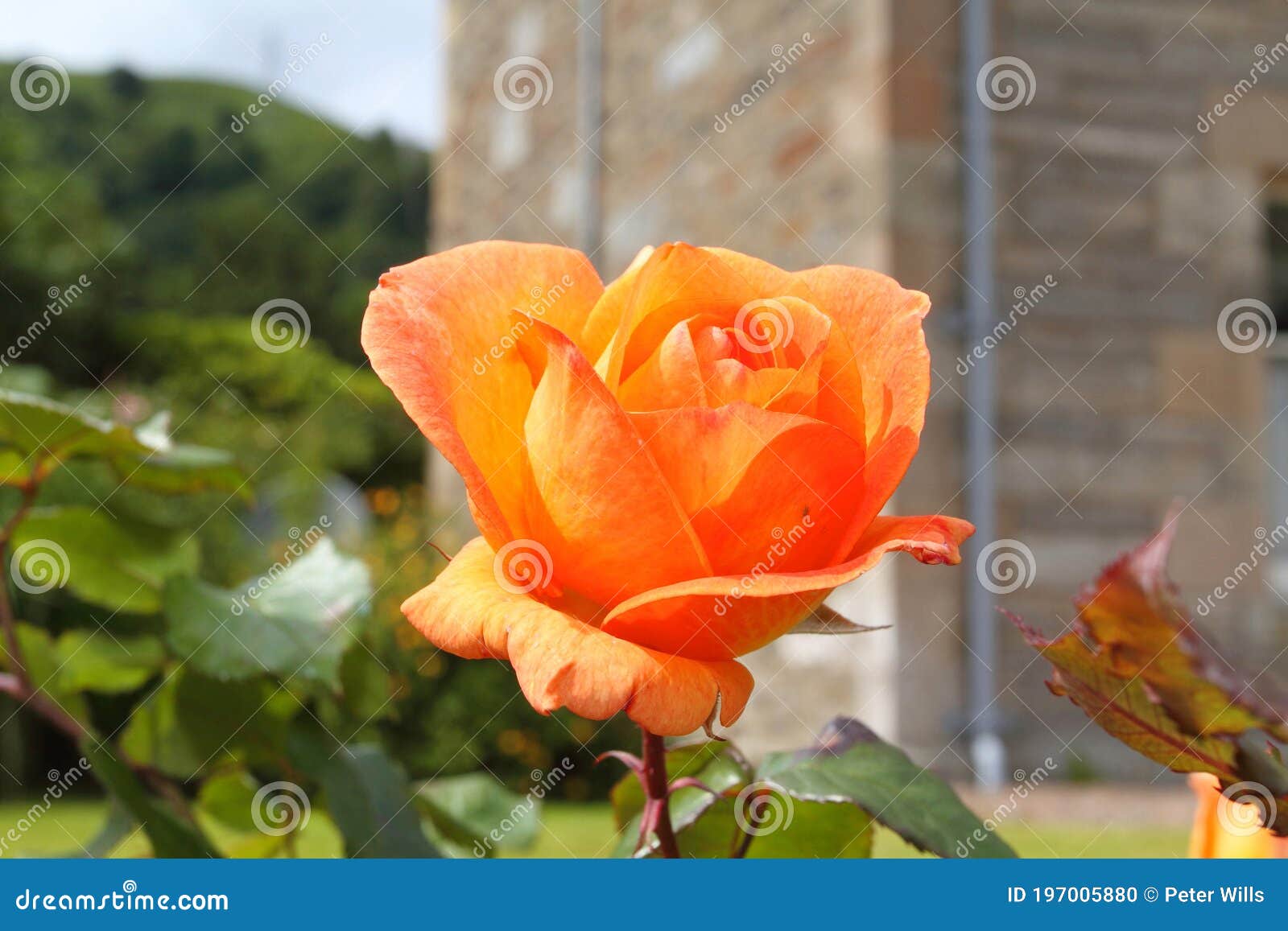 Close Up on Orange Rose Petals Stock Photo Image of blossom, beauty