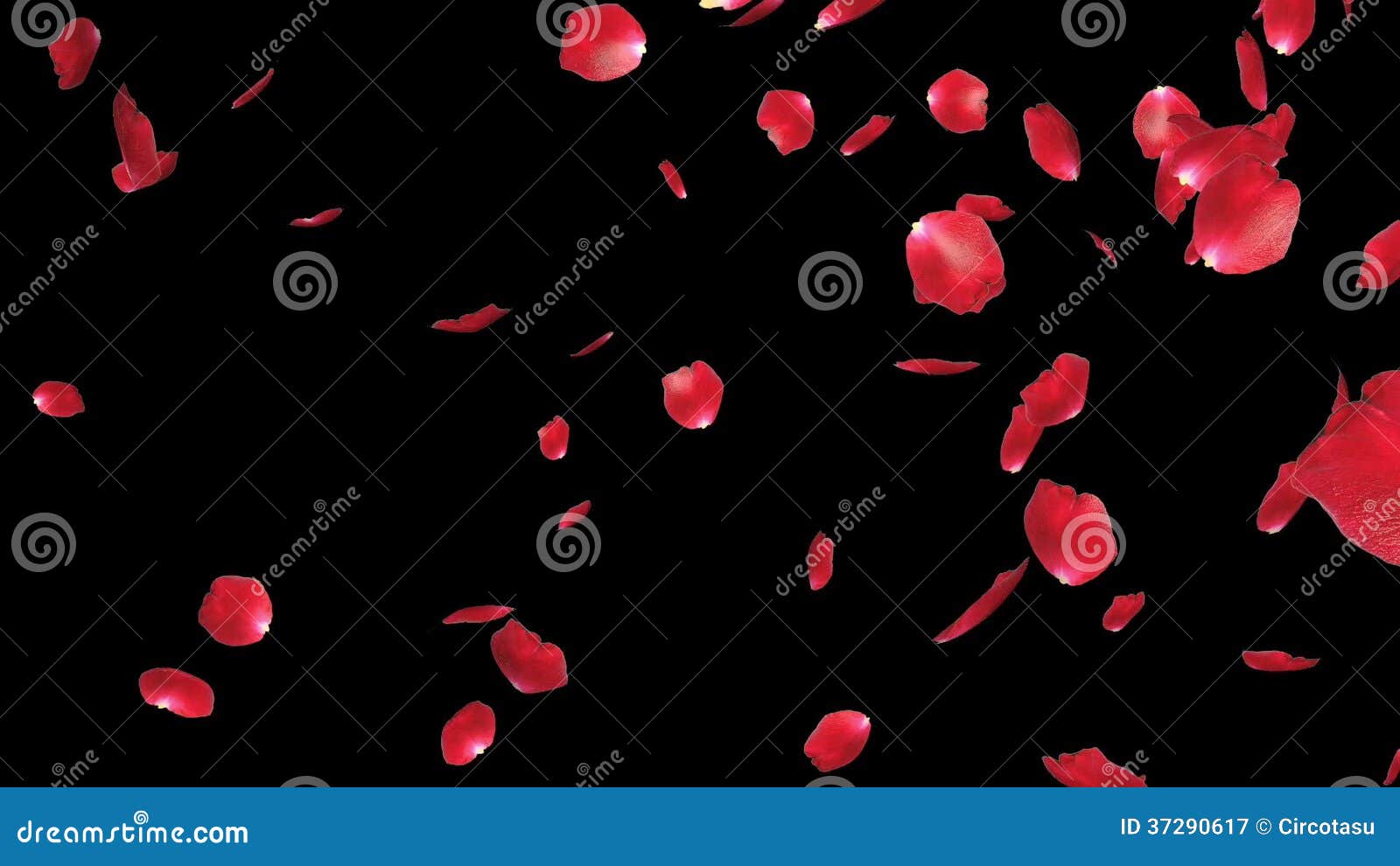 Falling Rose Petals on black background, Stock Video