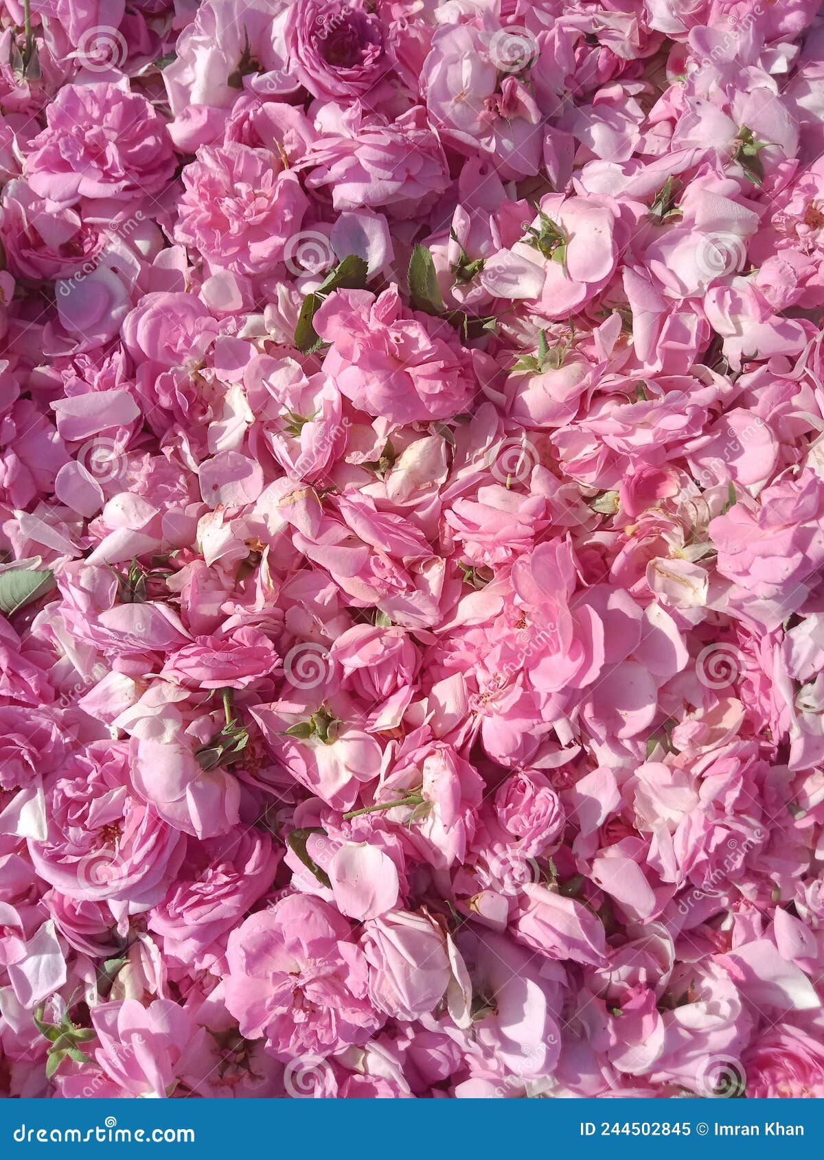 Rose petals farm stock image. Image of petals, rose 244502845