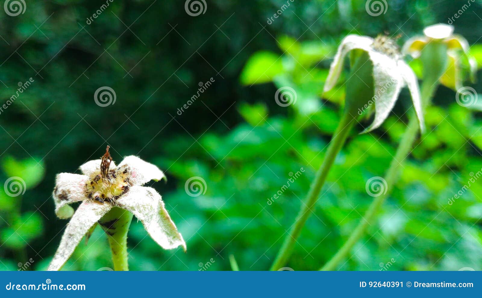 Rose without Petals stock image. Image of petals, blurry 92640391