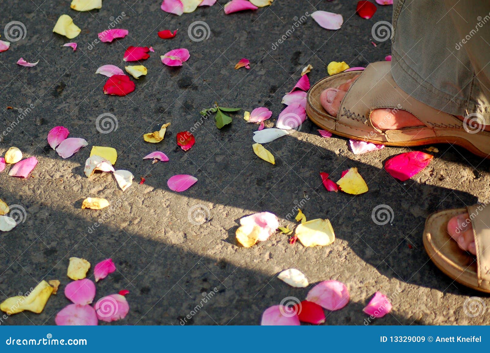 41,400+ Rose Petal Stock Photos, Pictures & Royalty-Free Images