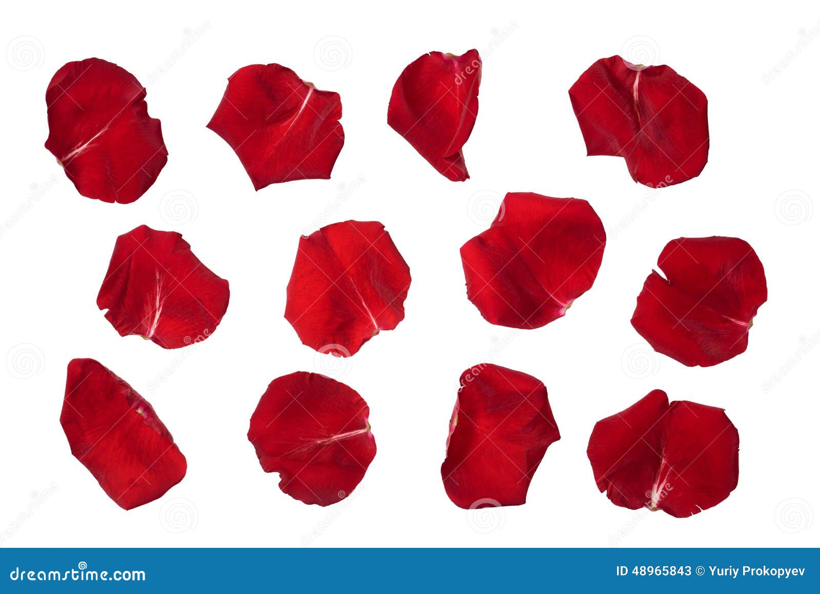 Rose Petals Isolated on White Stock Image Image of pattern, real
