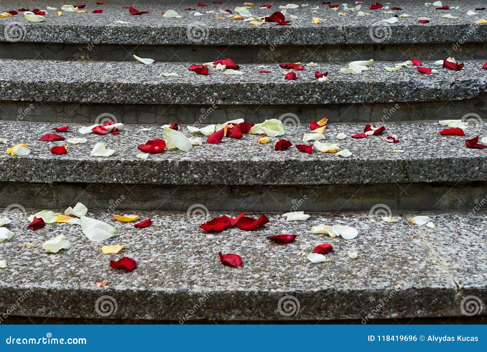 Rose Petals Outdoors on the Stairs. Stock Photo Image of love, frame