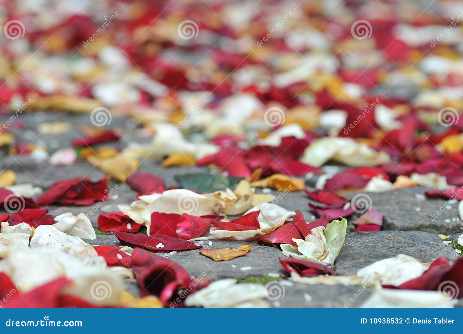 Rose petals and rice stock photo. Image of rose, candid 10938532