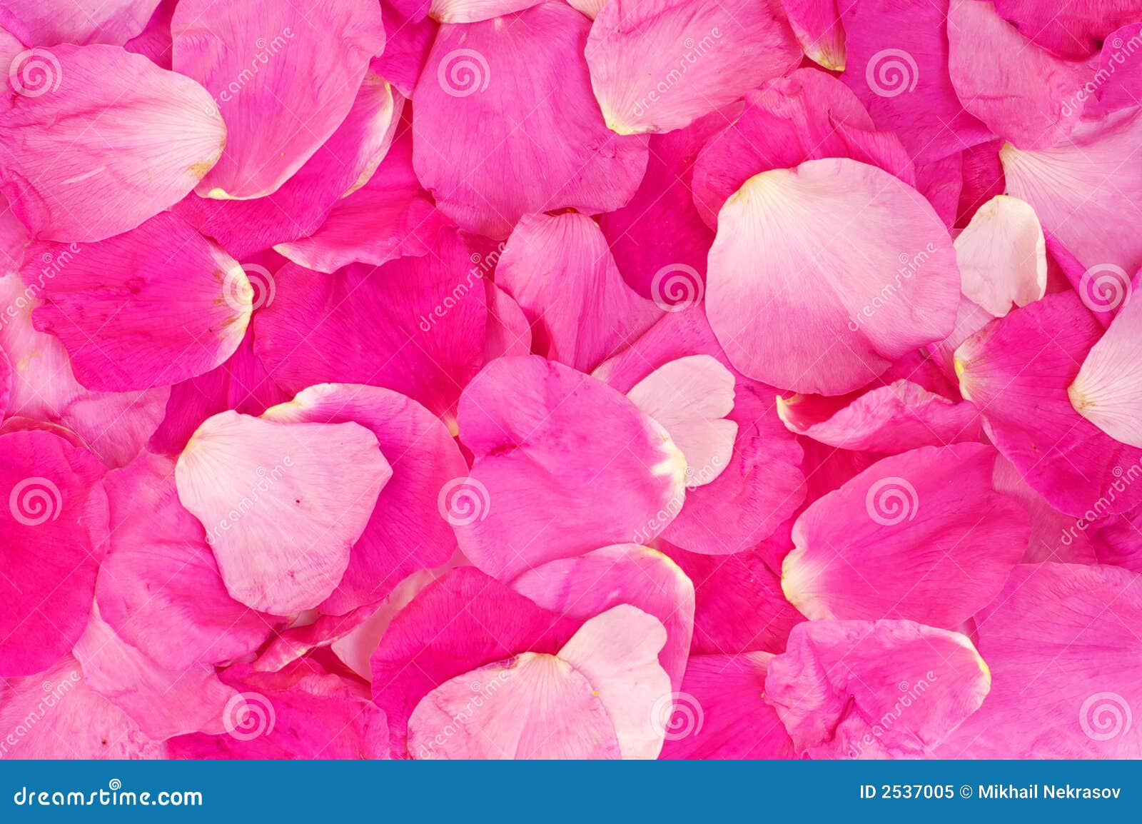 Rose petals texture stock image. Image of bouquet, mixed 2537005