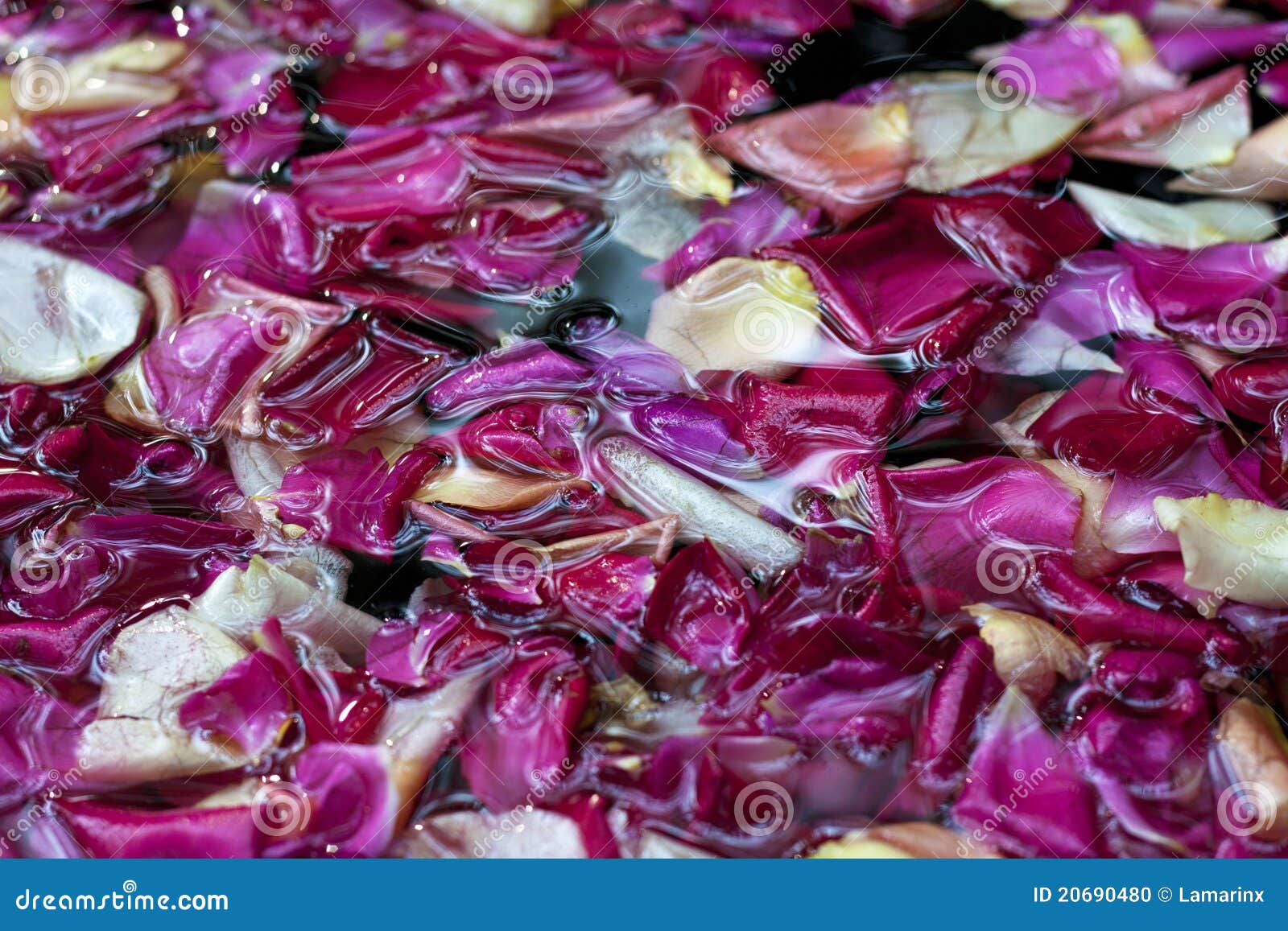 Rose Petals in Water, Angle View Stock Photo Image of aromatic