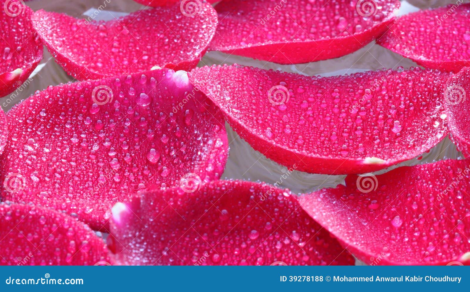 Rose petals in water stock photo. Image of corner, close 39278188