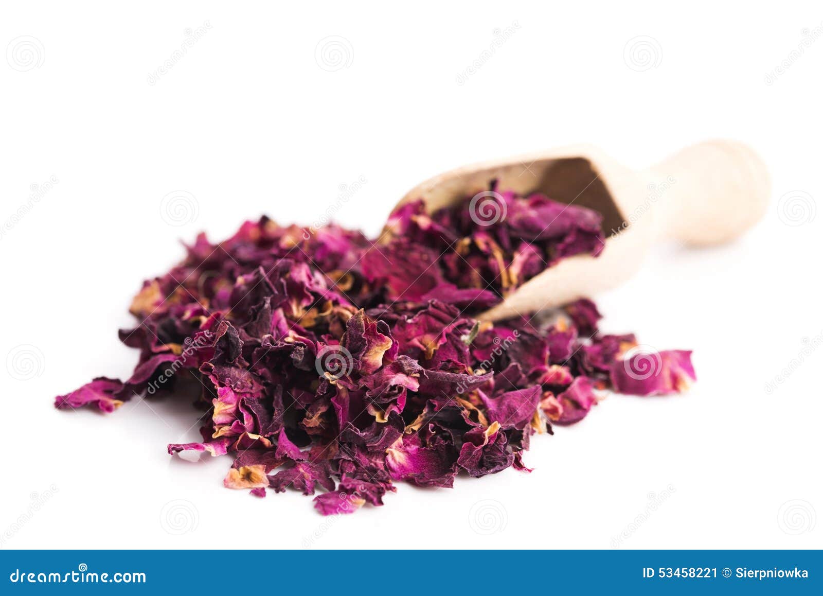 Rose petals on white background