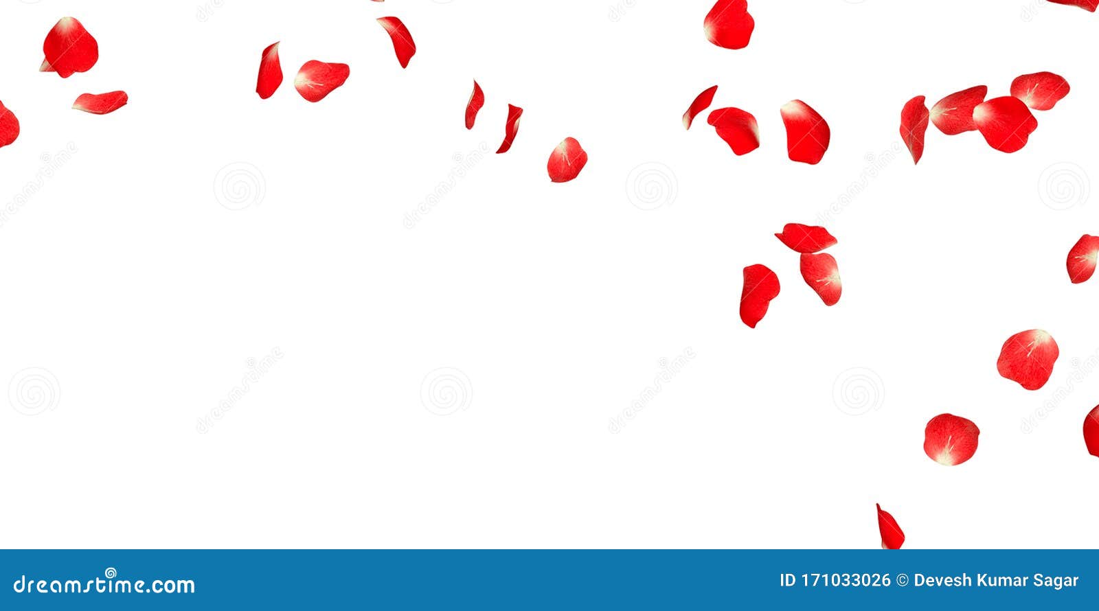 Falling Red Rose Petals Isolated On White Background. Vector