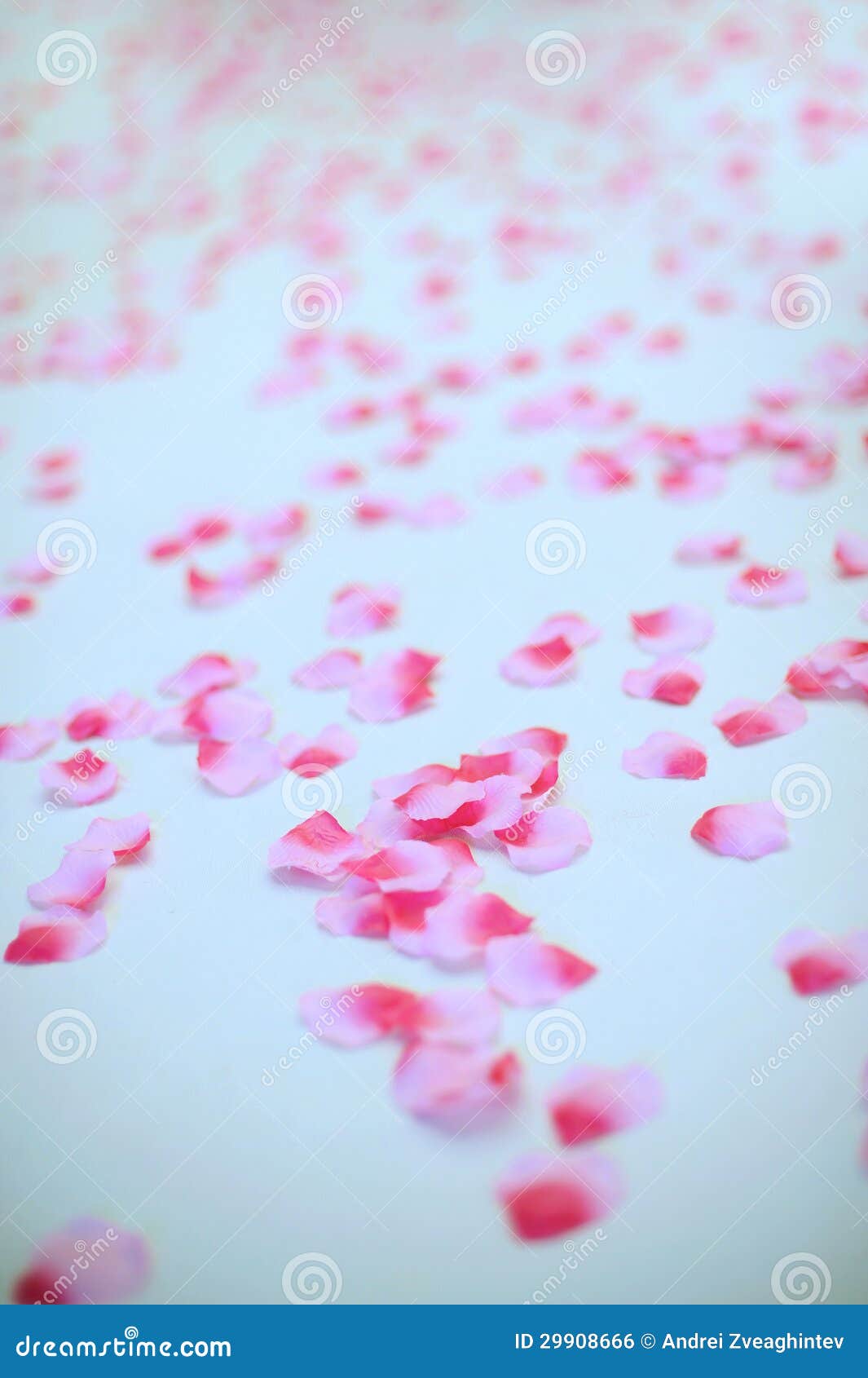 Rose Petals on Floor stock photo. Image of group, bright 29908666