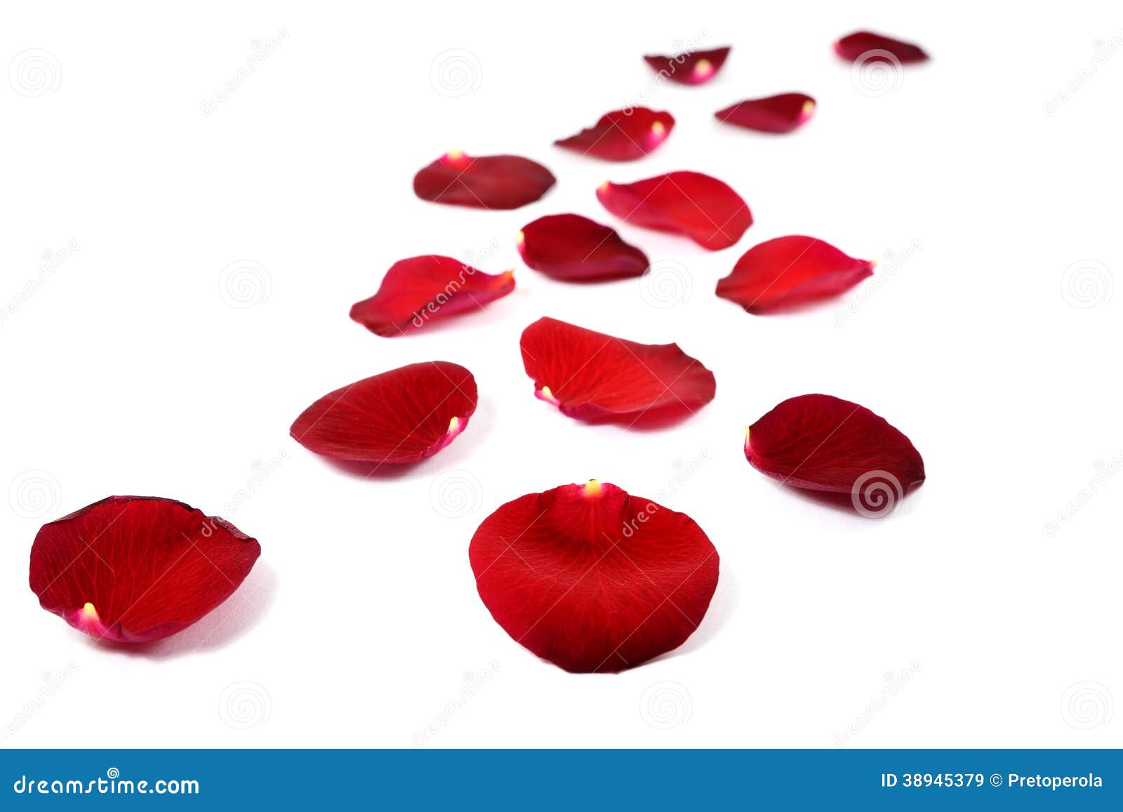 Rose petals on white stock image. Image of nature, plant 38945379