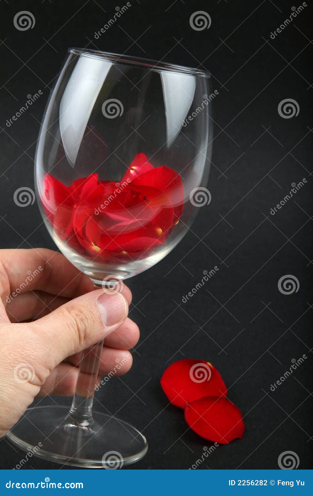 Rose Petals in a Wine Glass Stock Photo Image of holding, enjoyment