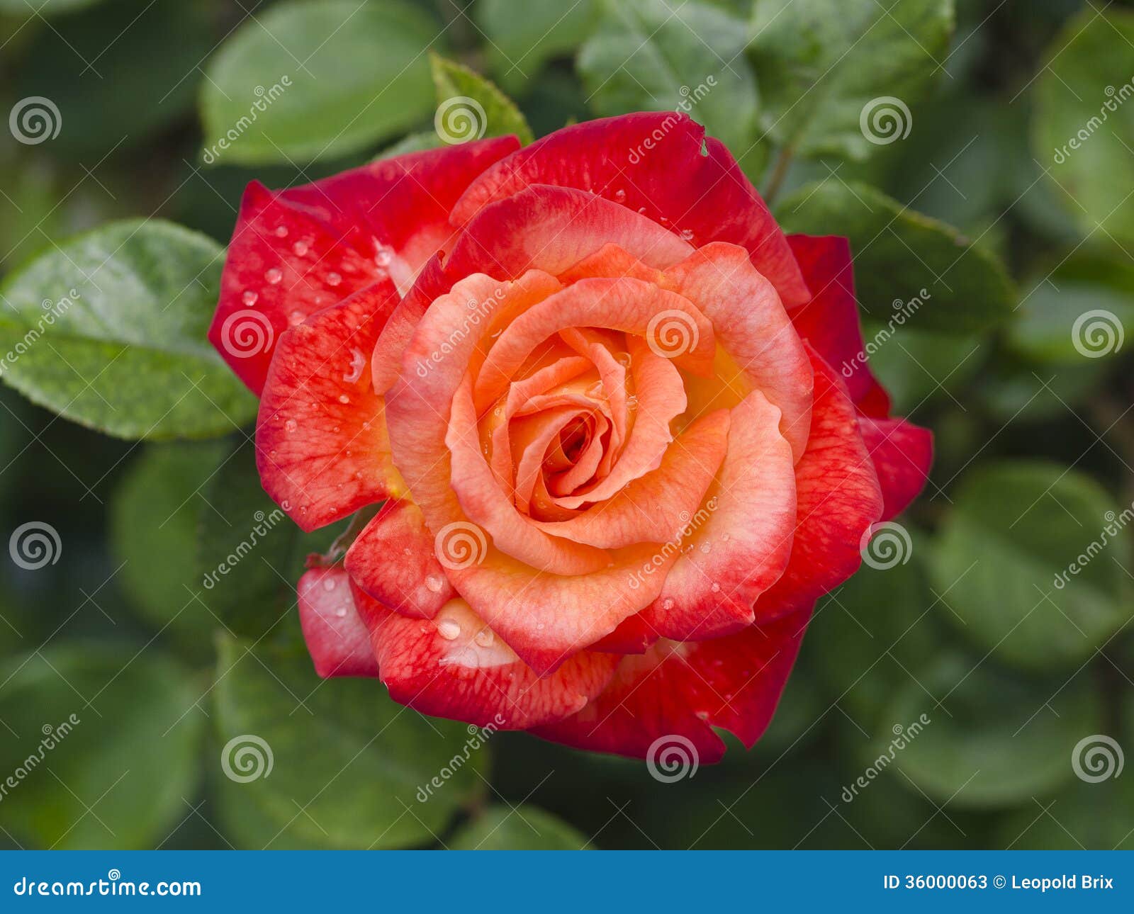 Rose Pigalle #2 stock image. Image of blooming, pigalle - 36000063
