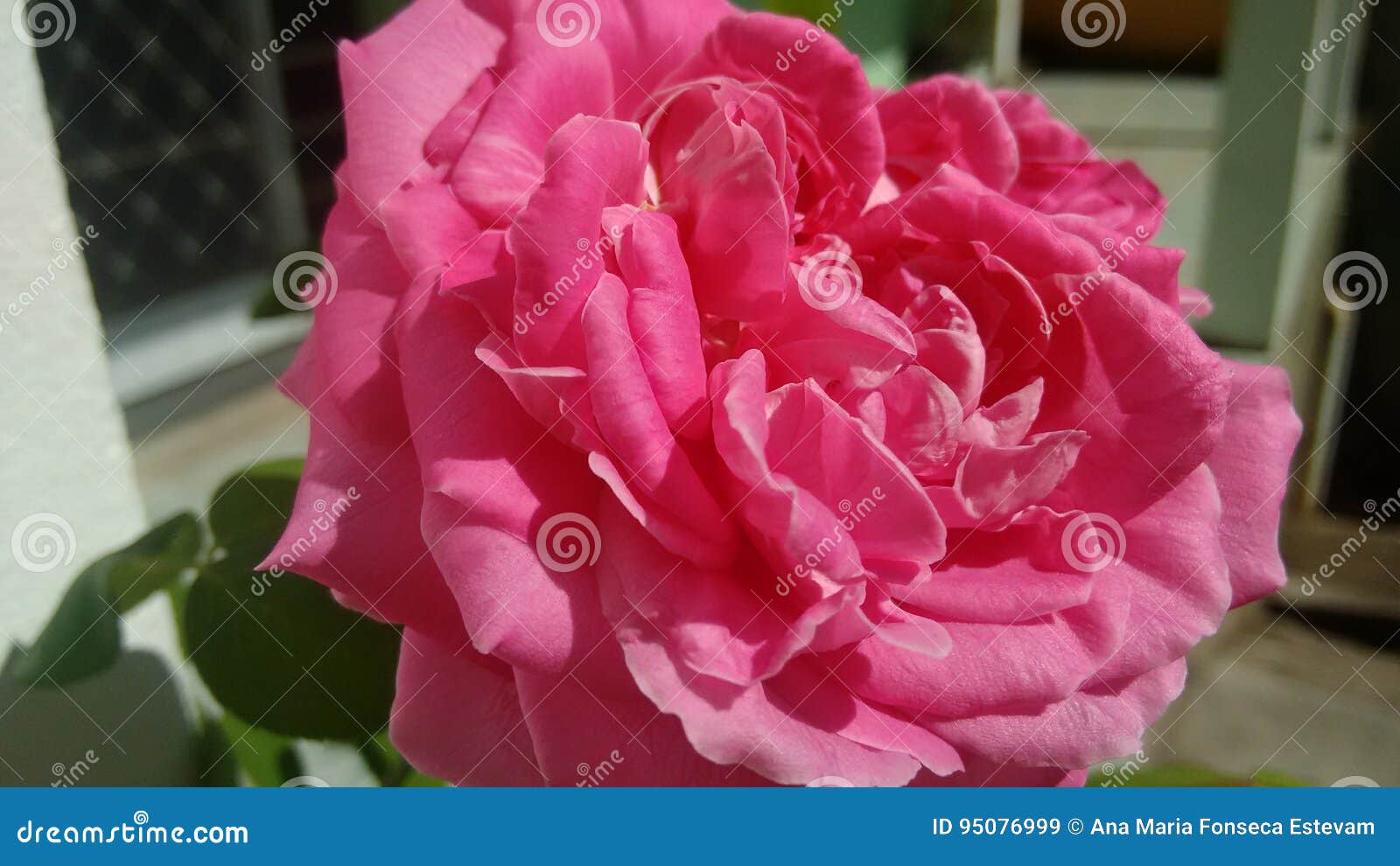 Rose Pink stock image. Image of pink, flower, nature 95076999