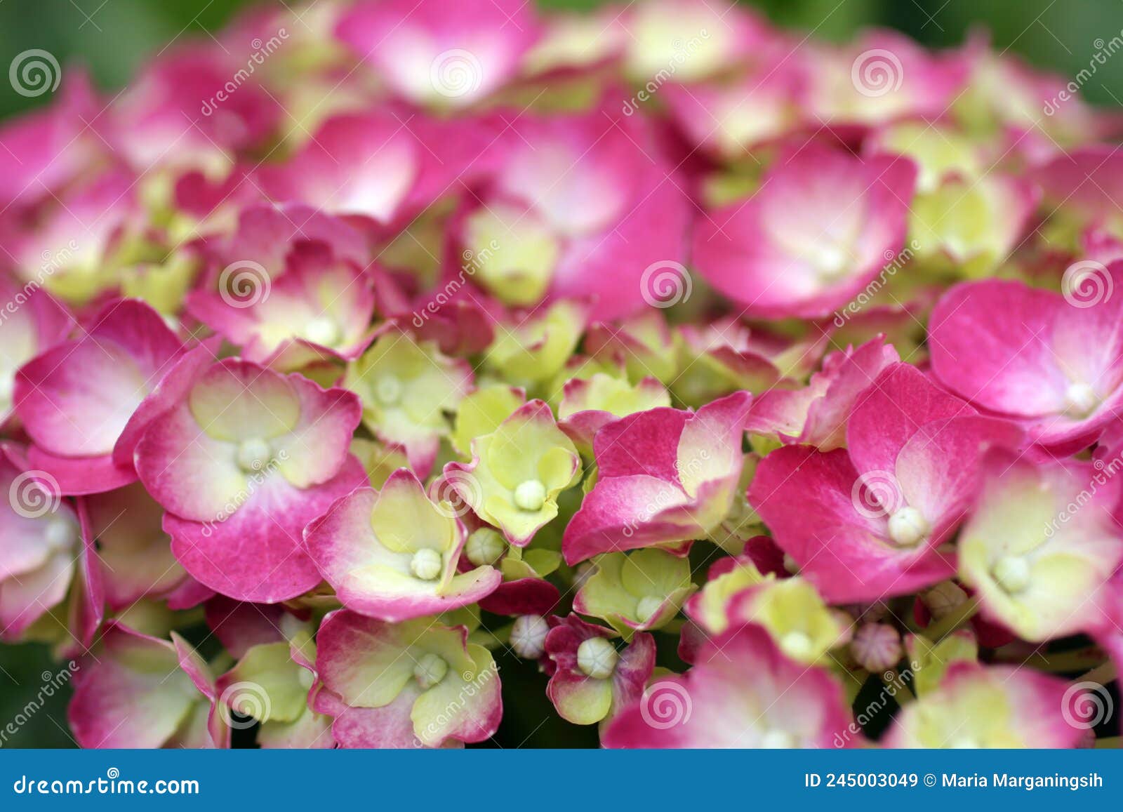 Rose Pink Hydrangea. Selective Focus. Pink and Green Hydrangea Flowers