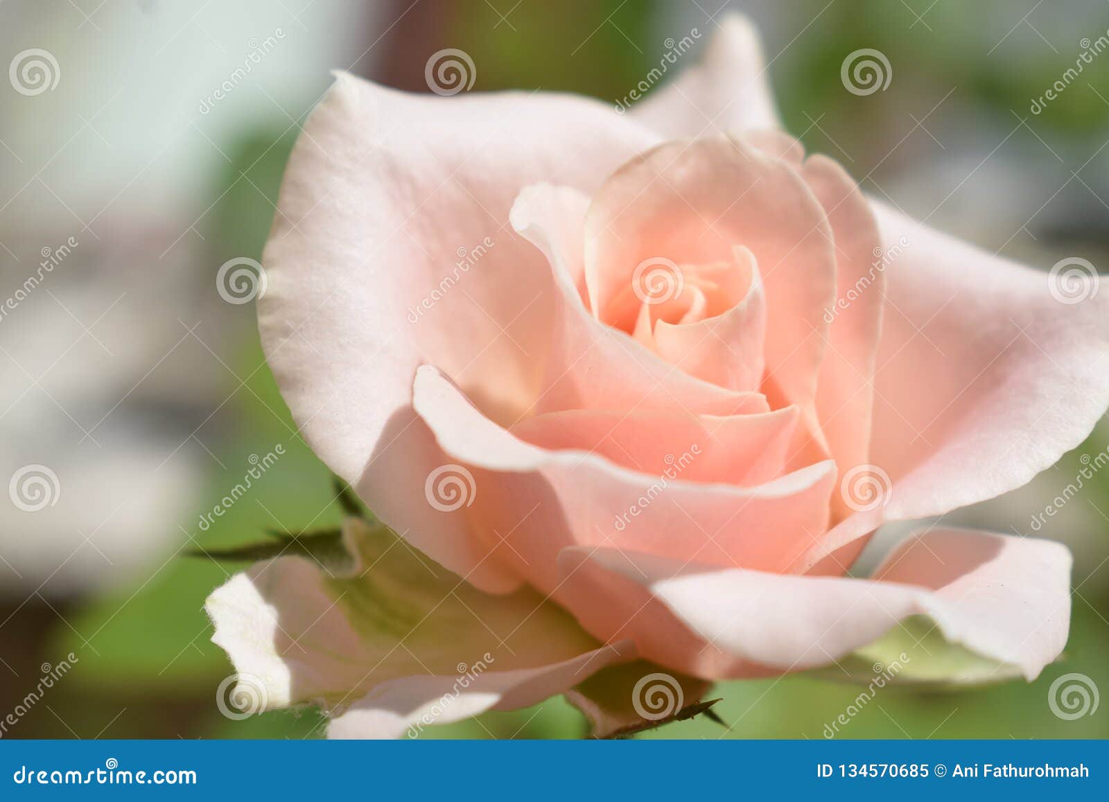 Rose, Pink Rose, Nature, Flowers, Blur Background, Beauty Flowers ...