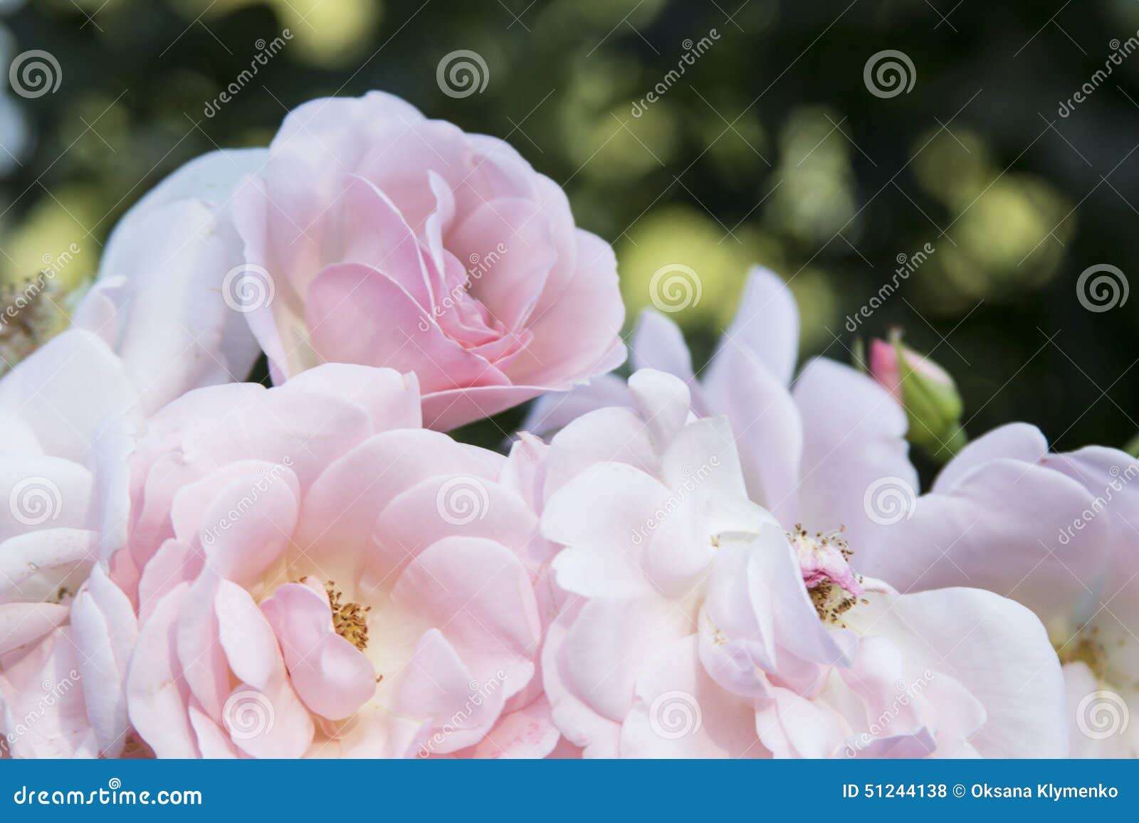 Rose pink, very tender, inflorescence