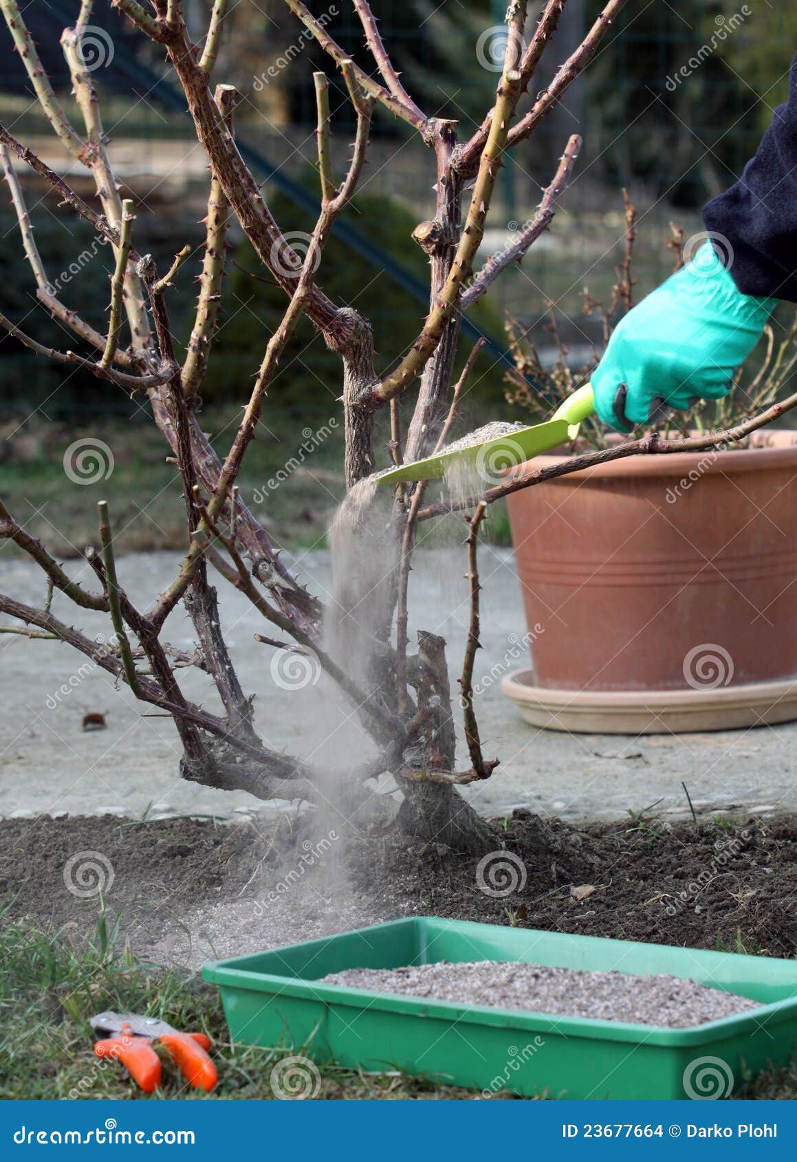 Rose Plant Fertilize and Cutting Stock Photo Image of cutting, fertilizing 23677664