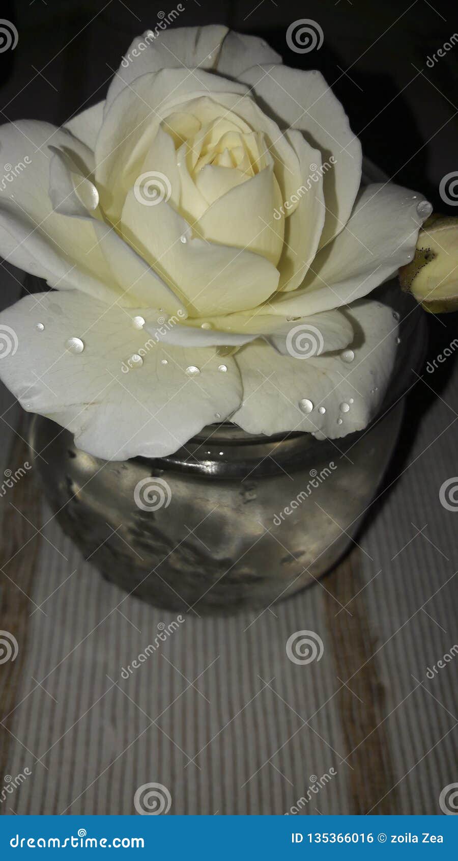 Rose stock photo. Image of water, natural, plants, white 135366016
