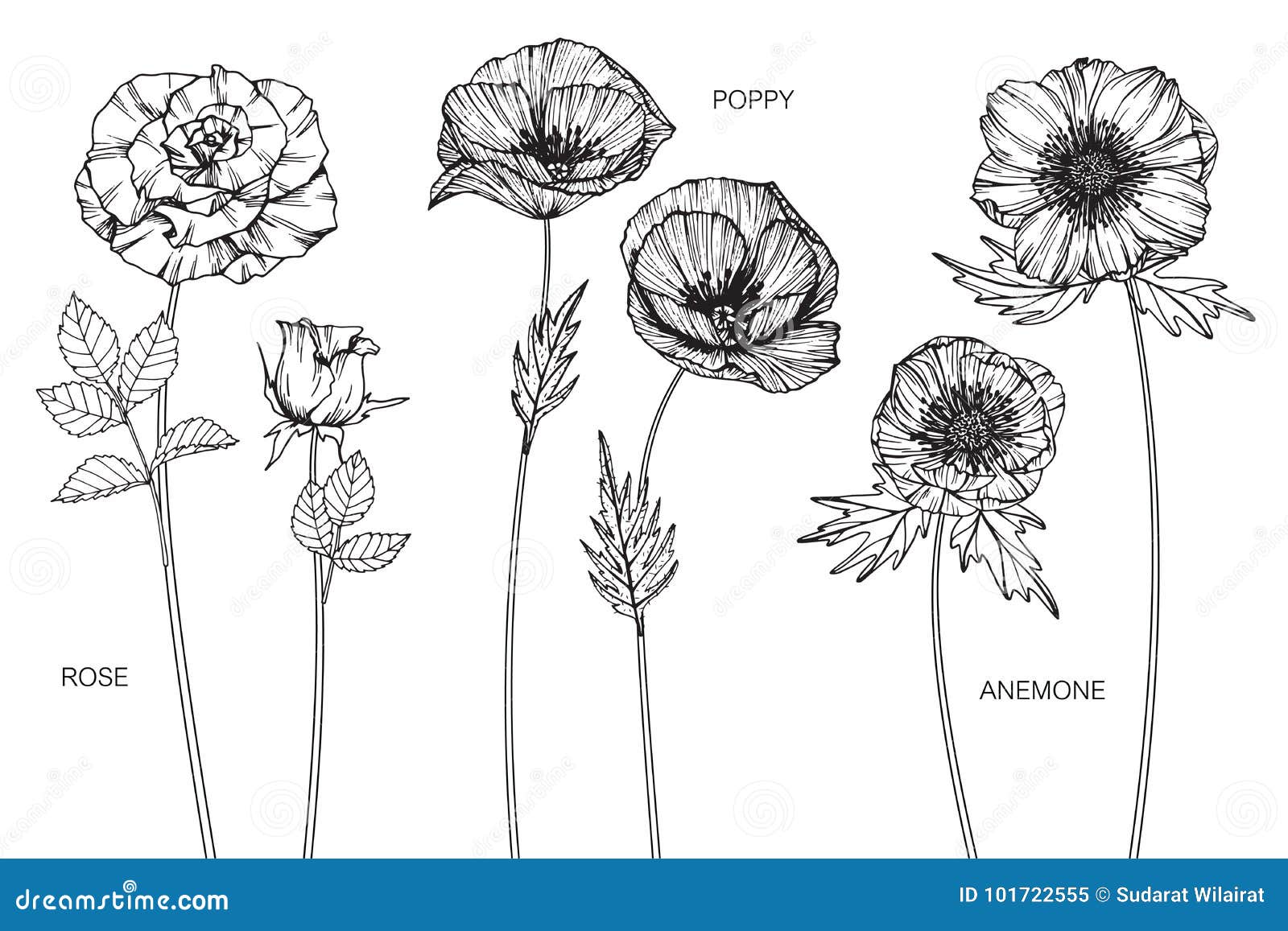 Rose Poppy Anemone Flower Drawing And Sketch Stock Illustration