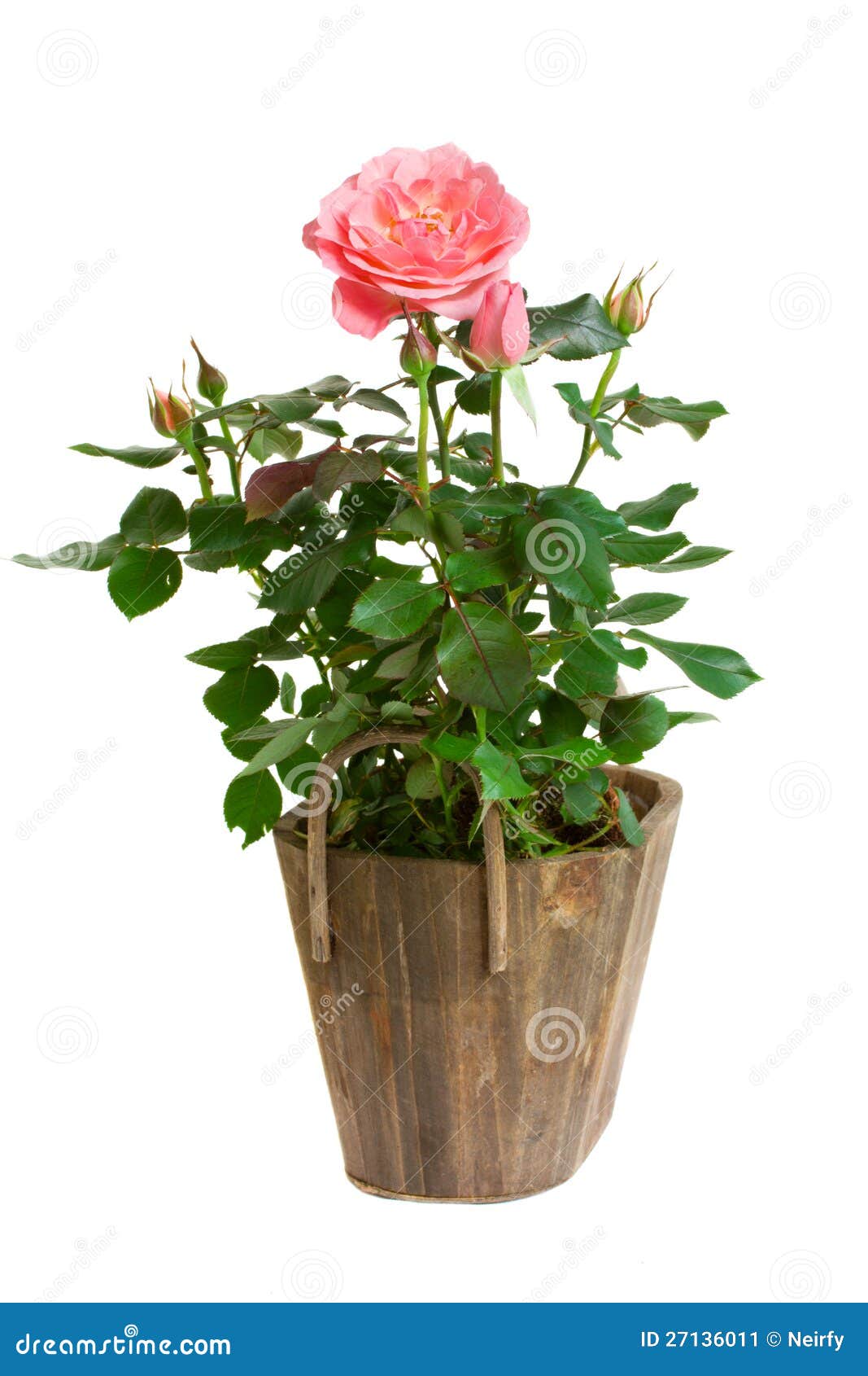 Rose in pot stock image. Image of bush, bouquet, blossom 27136011