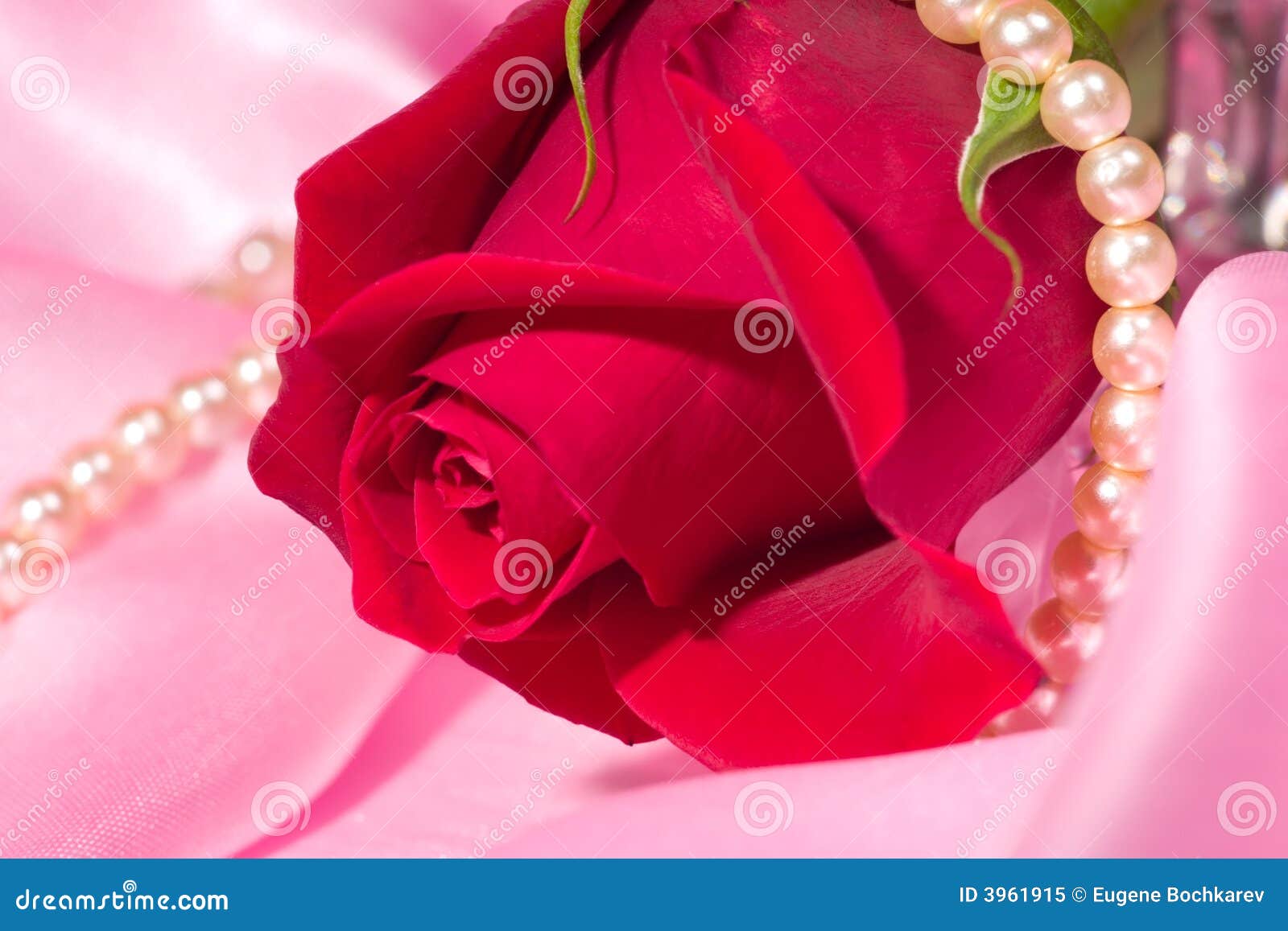 Rose Present with a Surprise Stock Image Image of chain, flowers 3961915