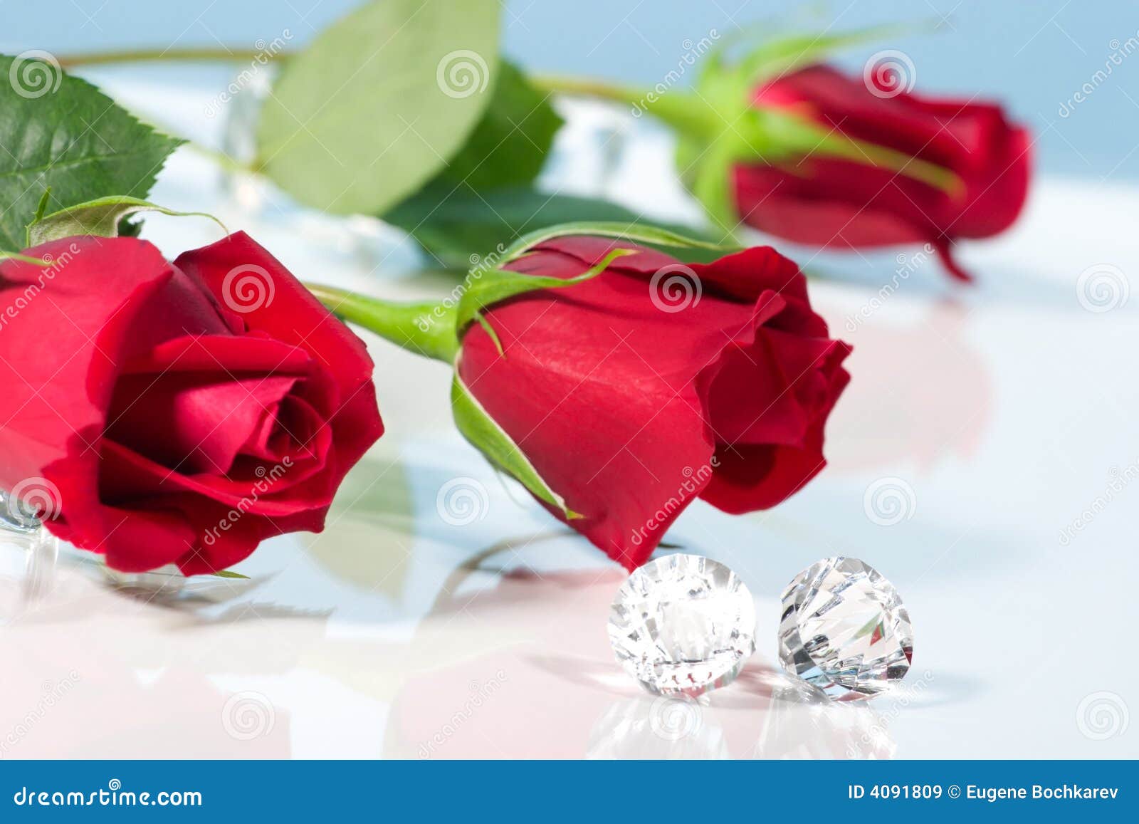 Rose Present with a Surprise Stock Image Image of present, flower 4091809