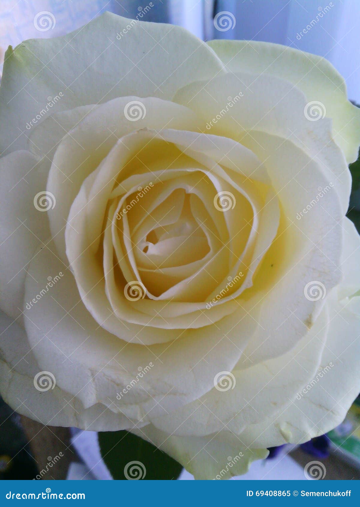 Snowwhite rose stock image. Image of flower, sheet, white 69408865