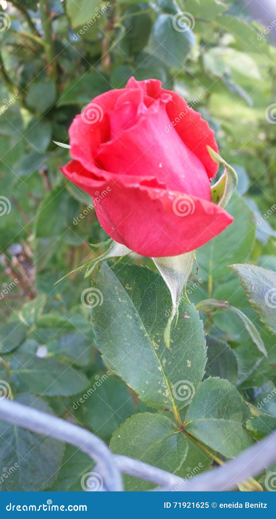 Rose editorial image. Image of love, promise, everlasting 71921625